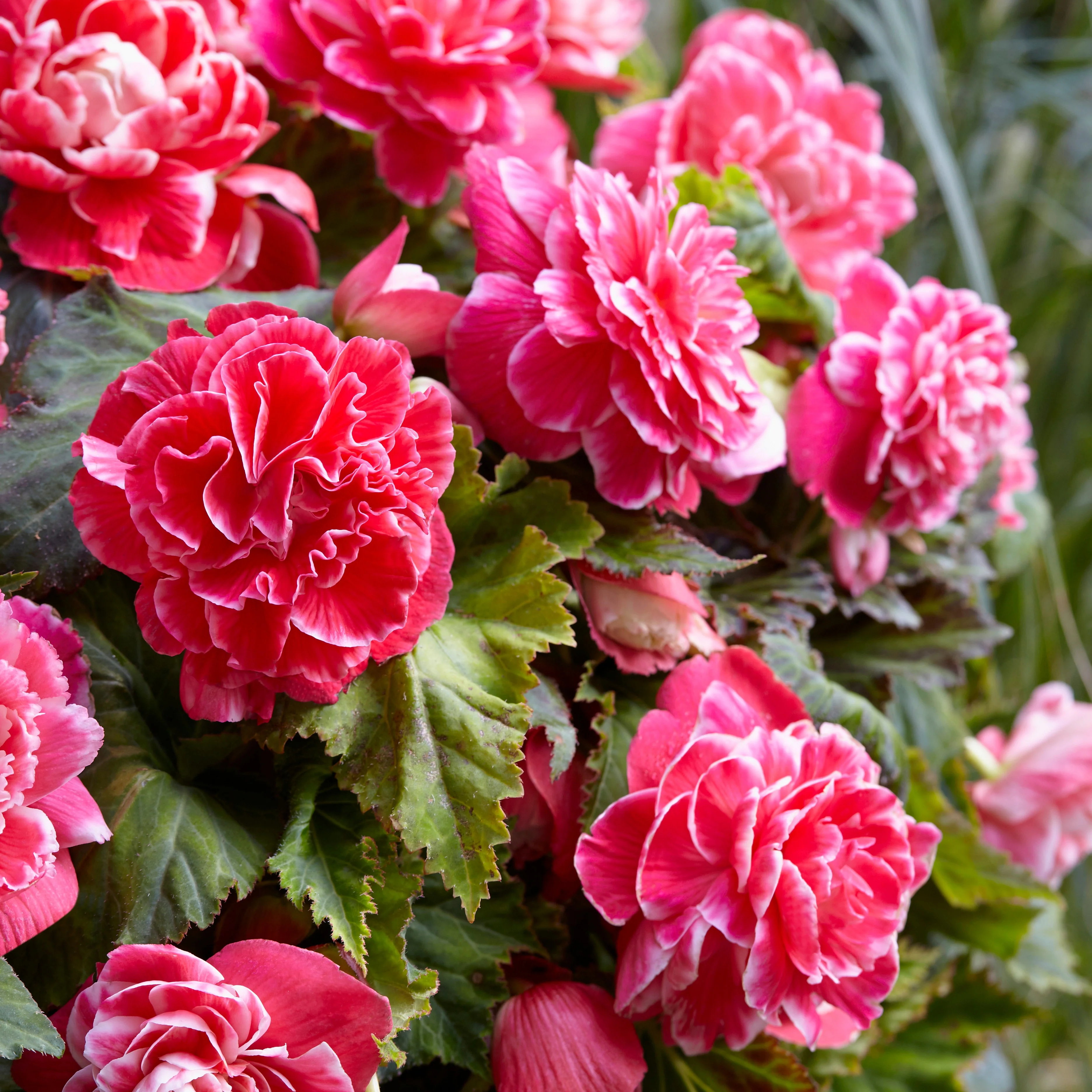Begonie 'Camelia' (x5) - Image 3