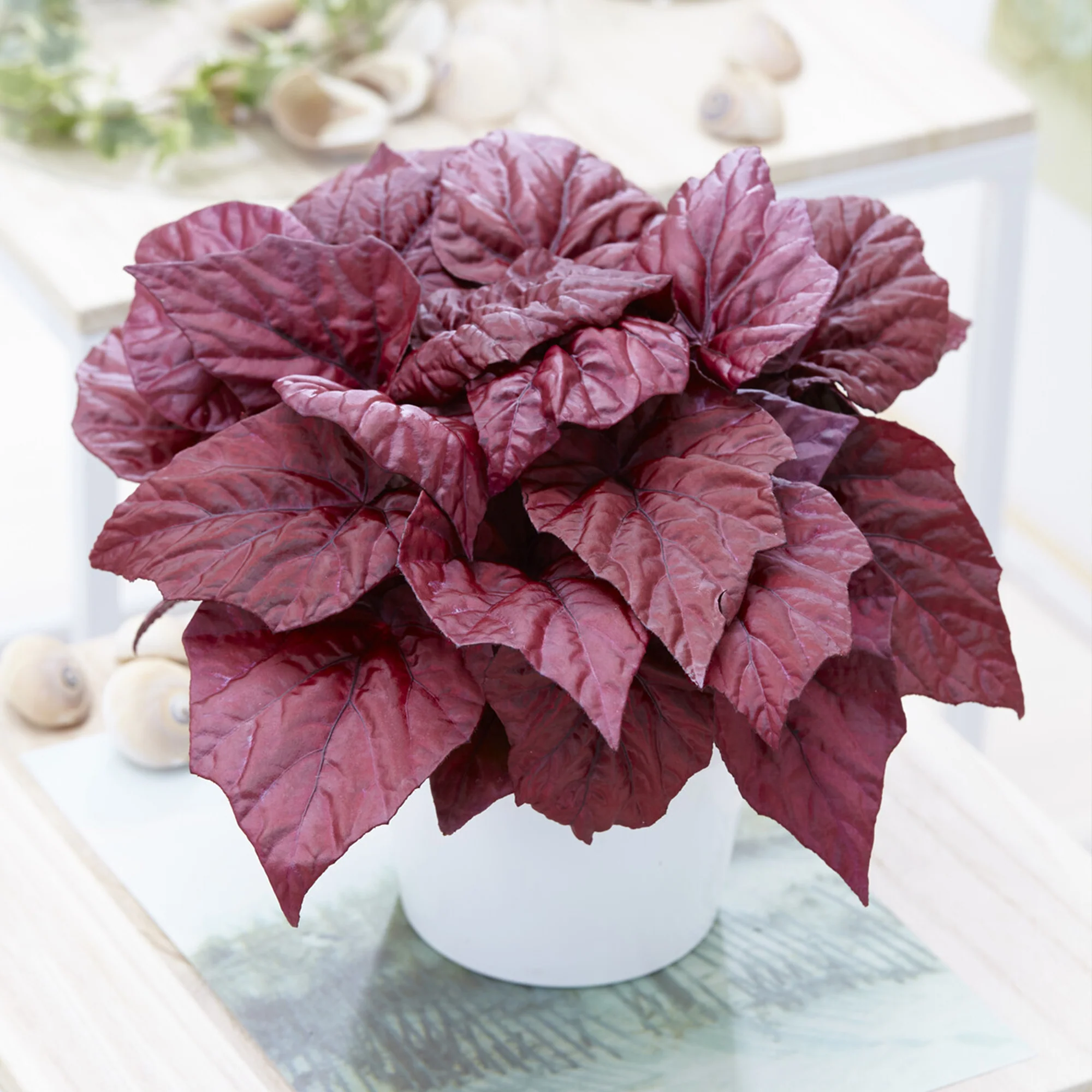 Begonie Inca Flame