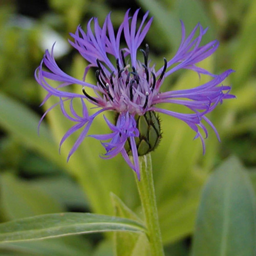 Berg-Flockenblume - Image 3