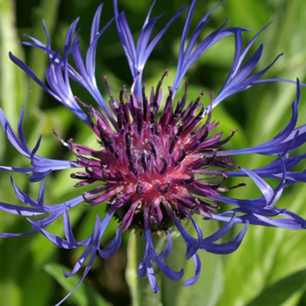 Berg-Flockenblume - Image 5