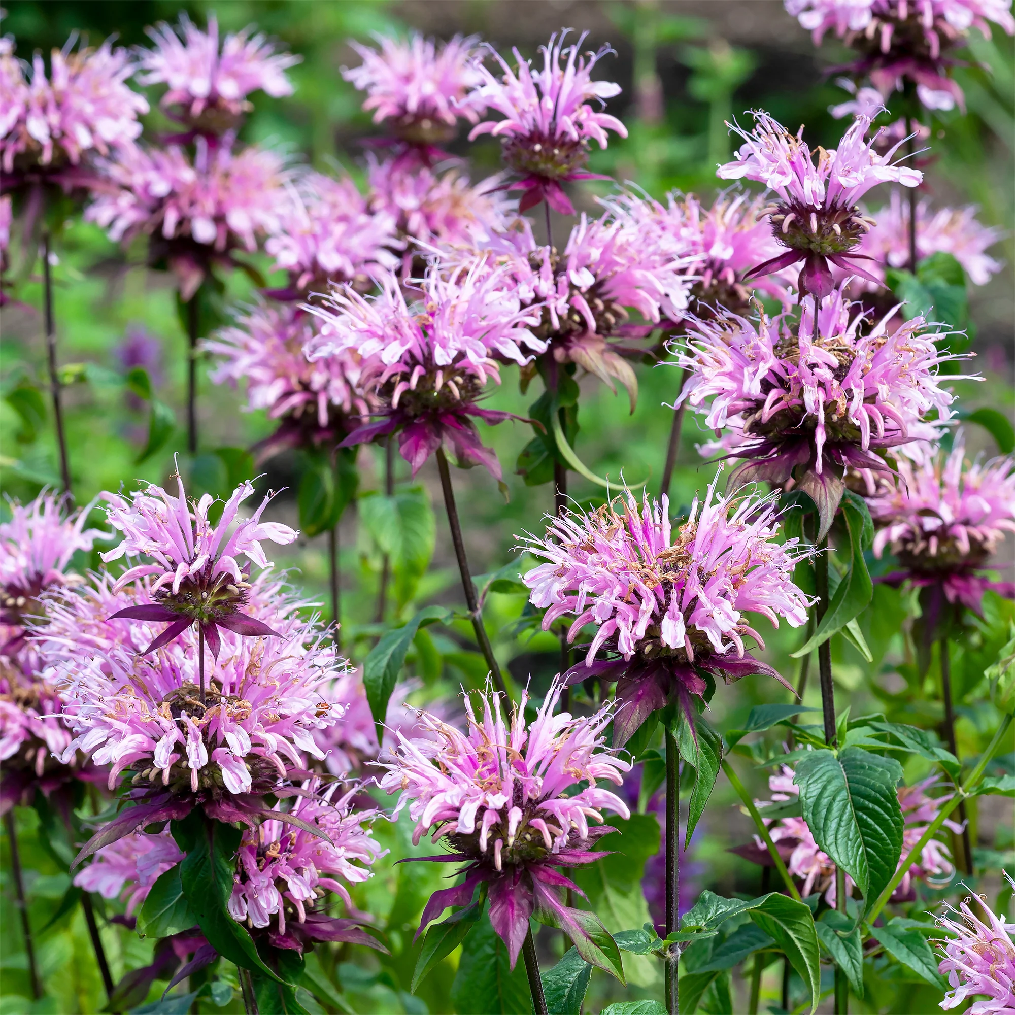Bergamotte-Pflanze 'Beauty of Cobham'