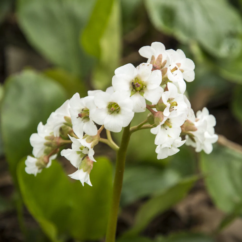 Bergenie ‘Bressingham White’ - Image 3