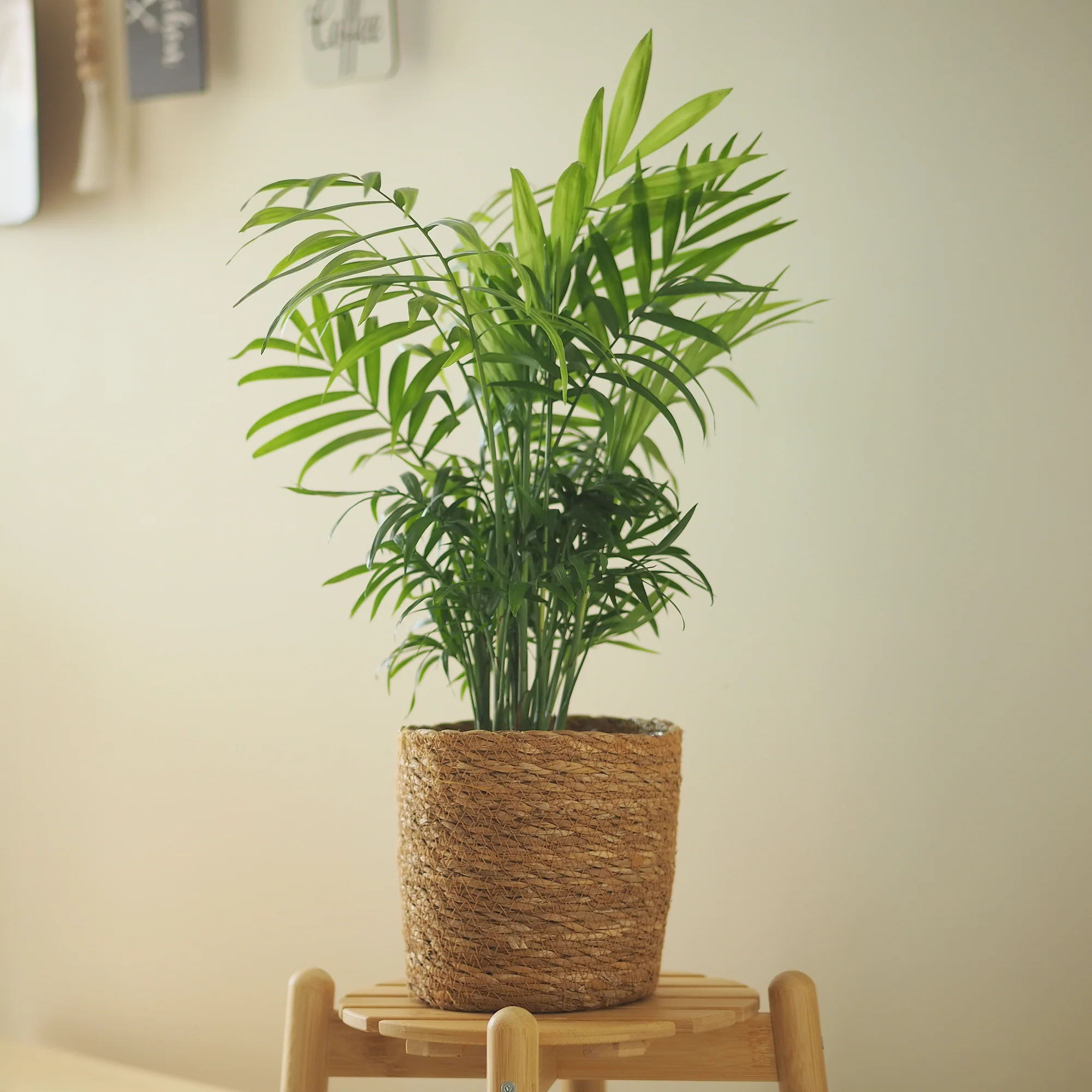 Bergpalme - Image 4