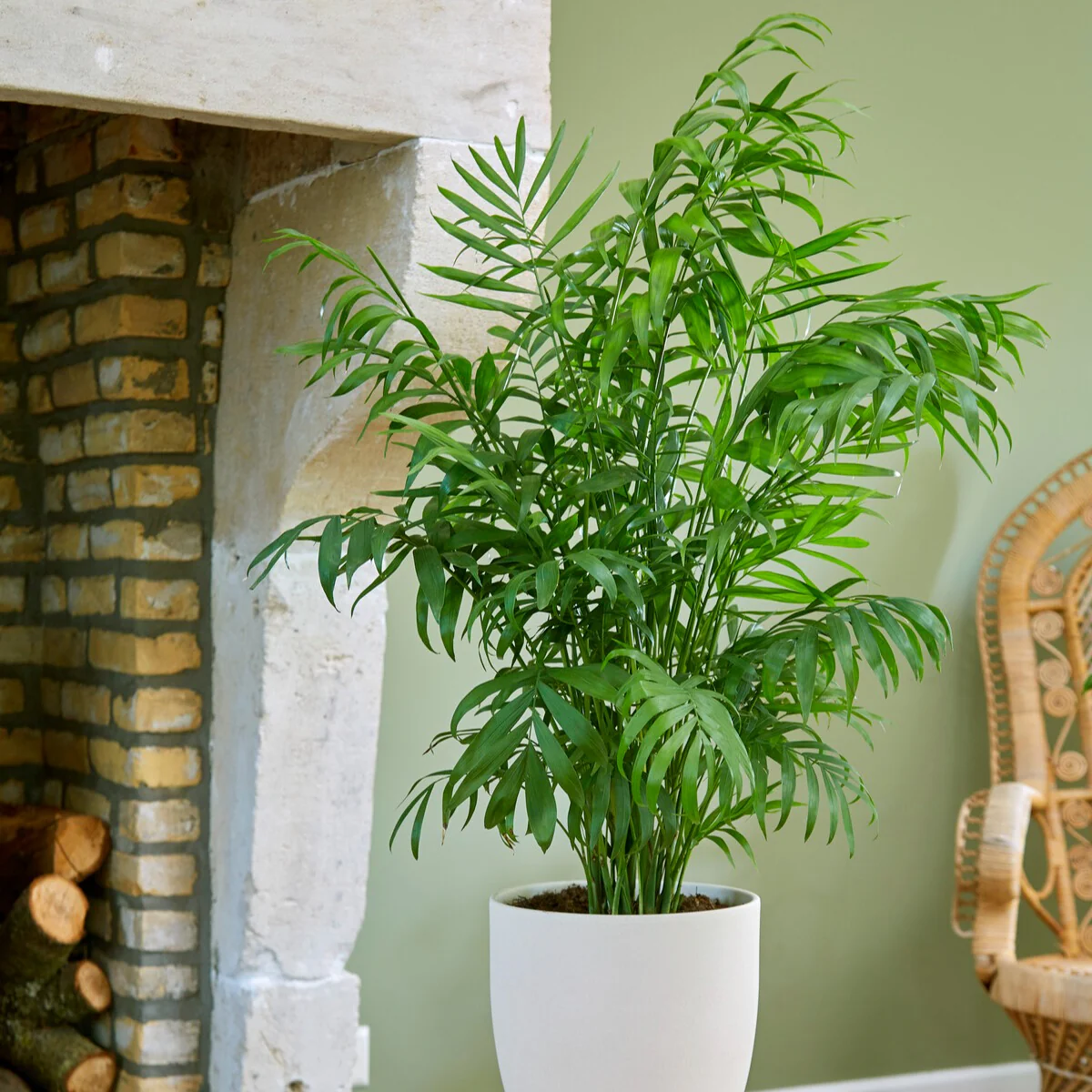 Bergpalme - Image 5