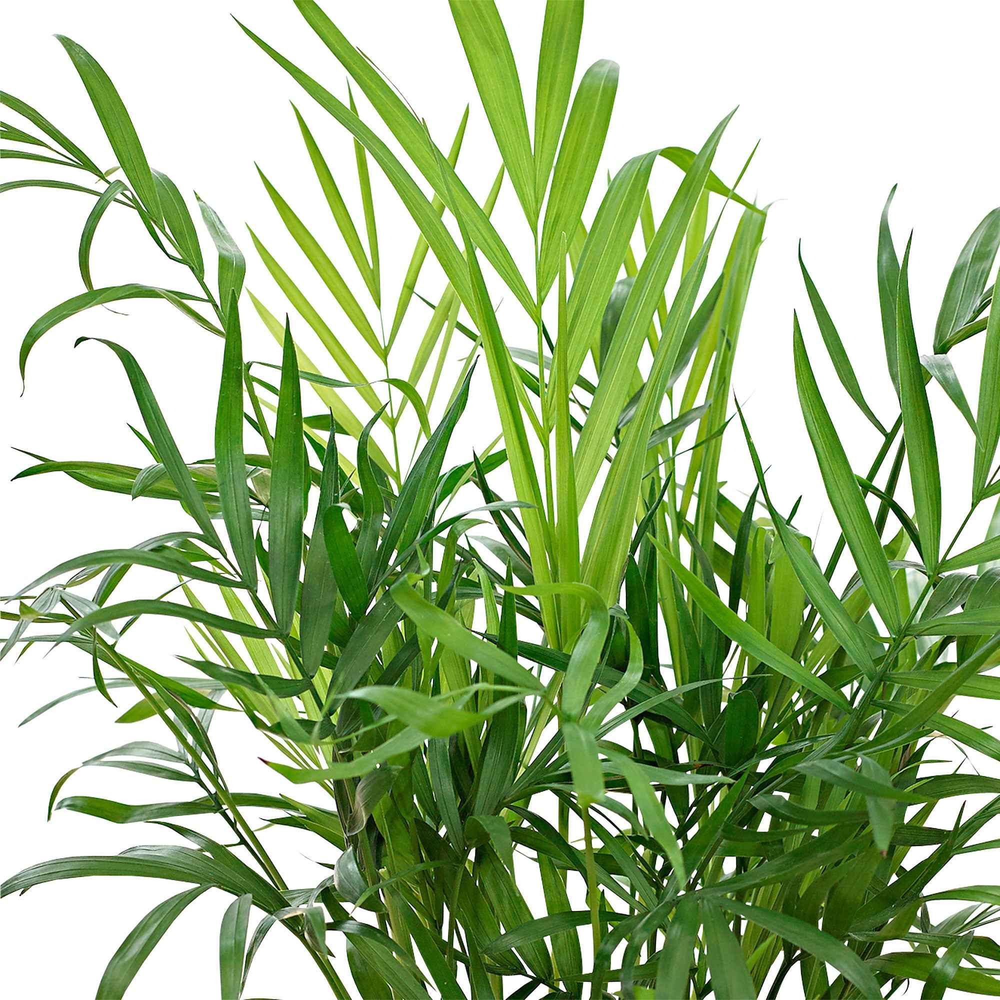 Bergpalme - Image 7
