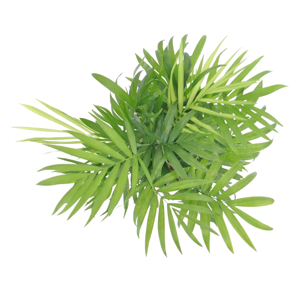 Bergpalme - Image 8