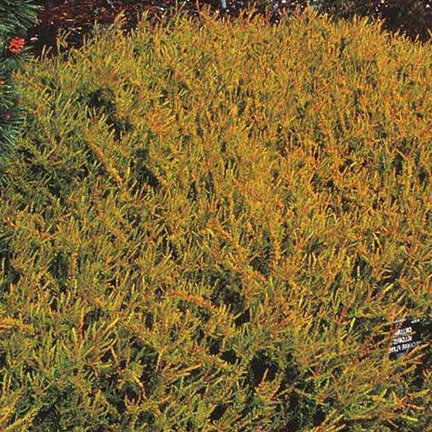 Besenheide Wickwar Flame - Image 3