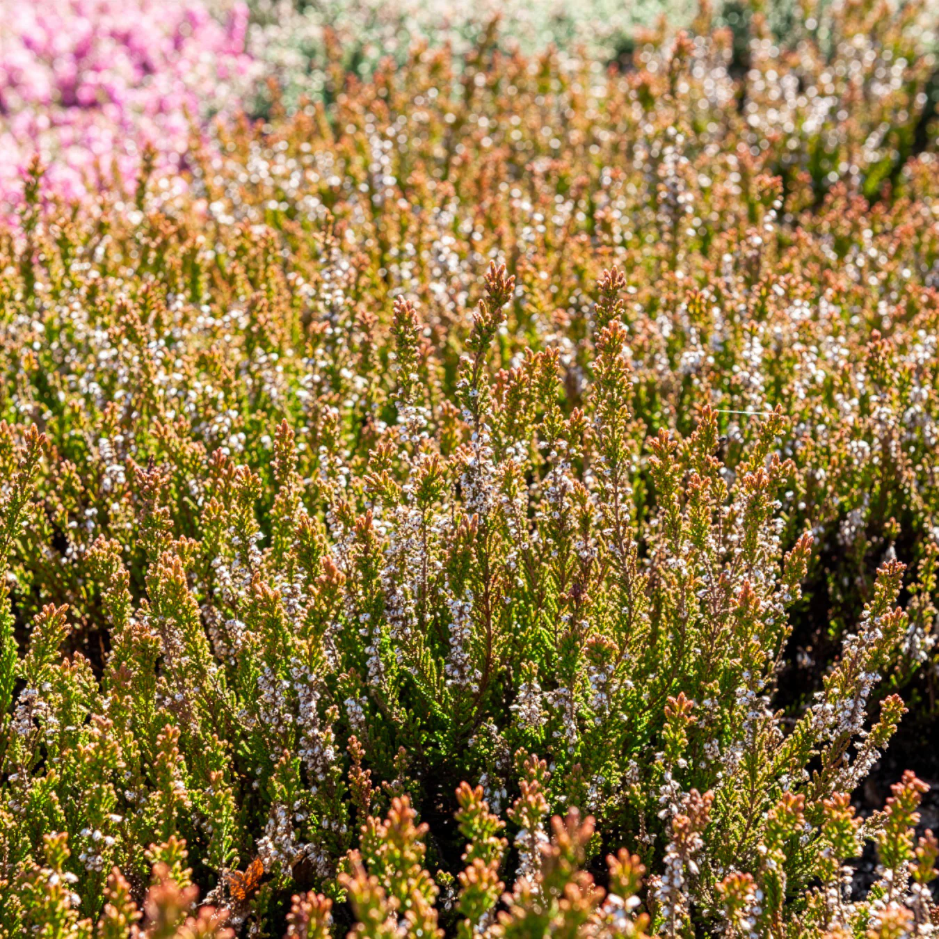 Besenheide Winter Chocolate - Image 3