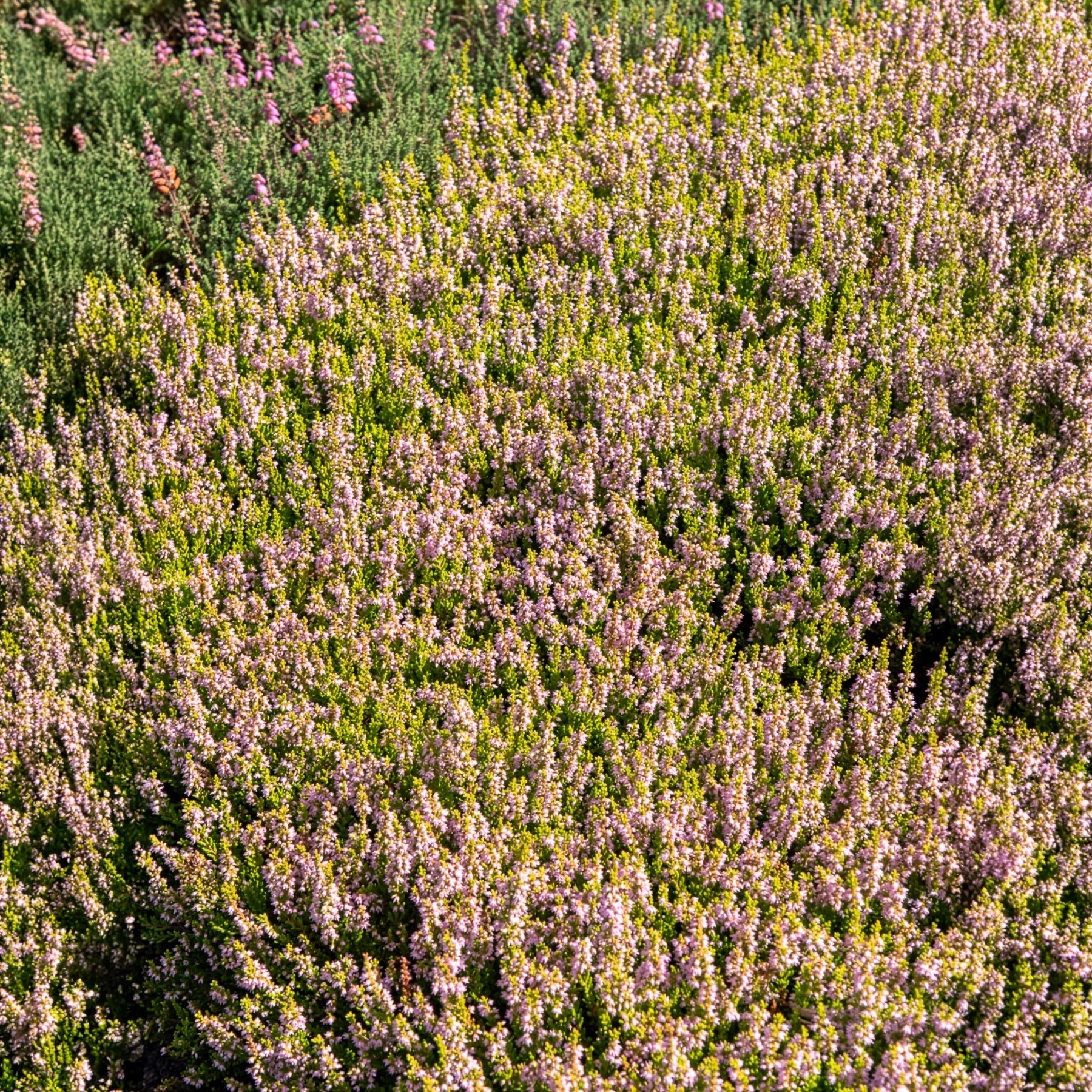 Besenheide Winter Chocolate - Image 4
