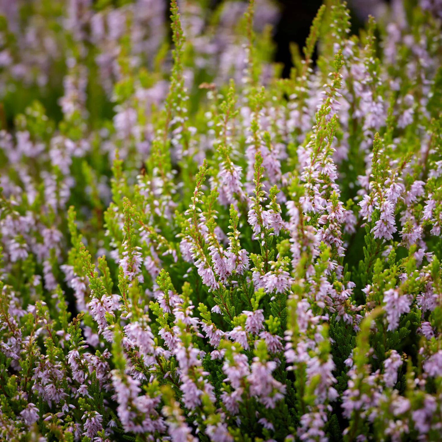 Besenheide Winter Chocolate - Image 6