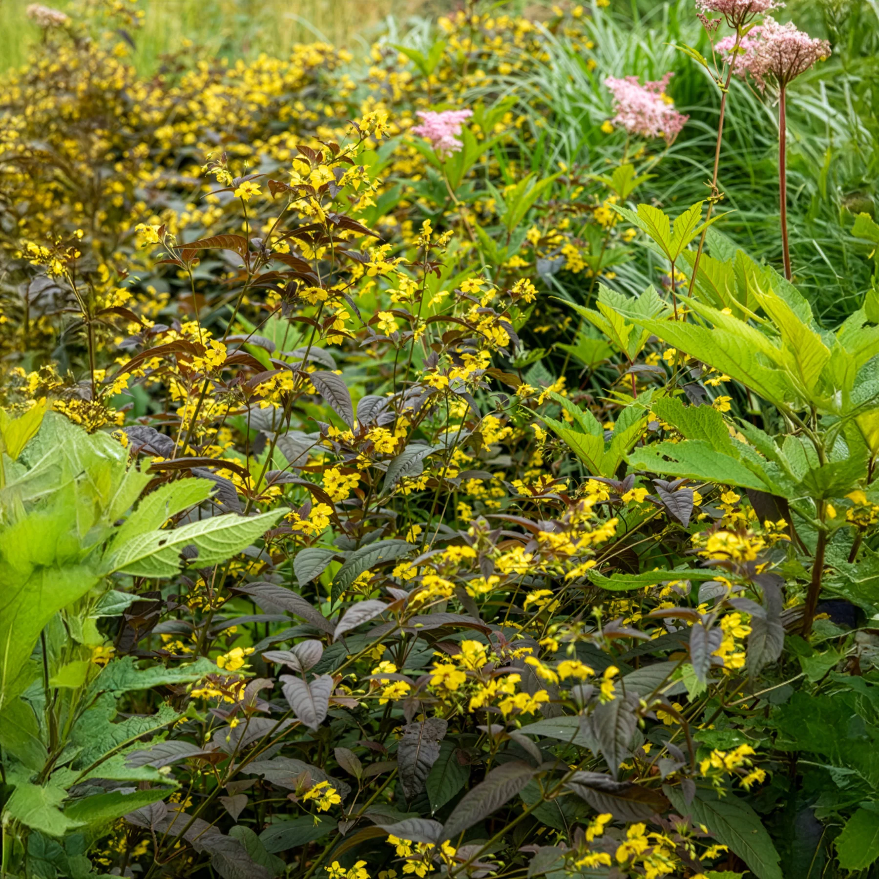 Bewimperter Felberich Firecracker - Image 3
