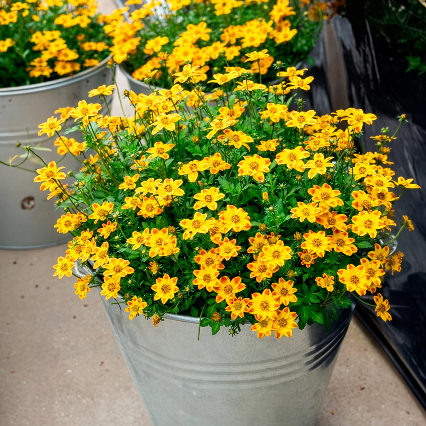 Bidens ‘Beedance Painted Yellow’ (x3) - Image 3