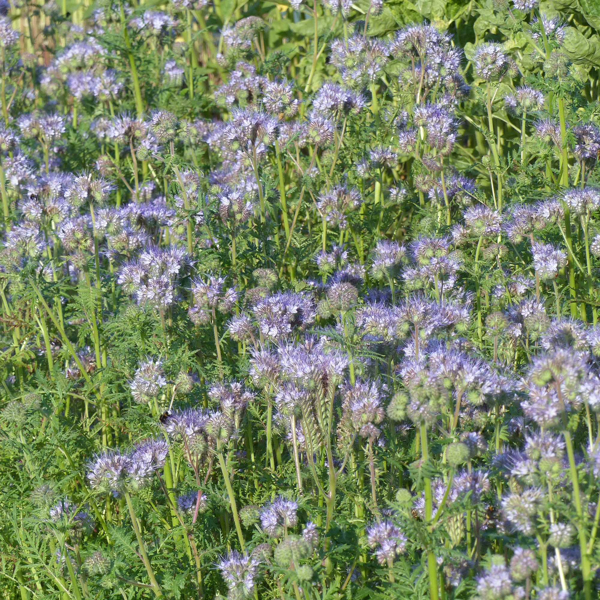Bienenweide Phacelia tanacetifolia