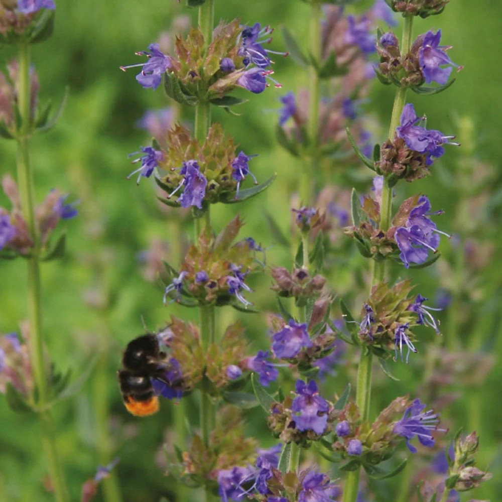 Bio-Bienenweide-Samenmischung