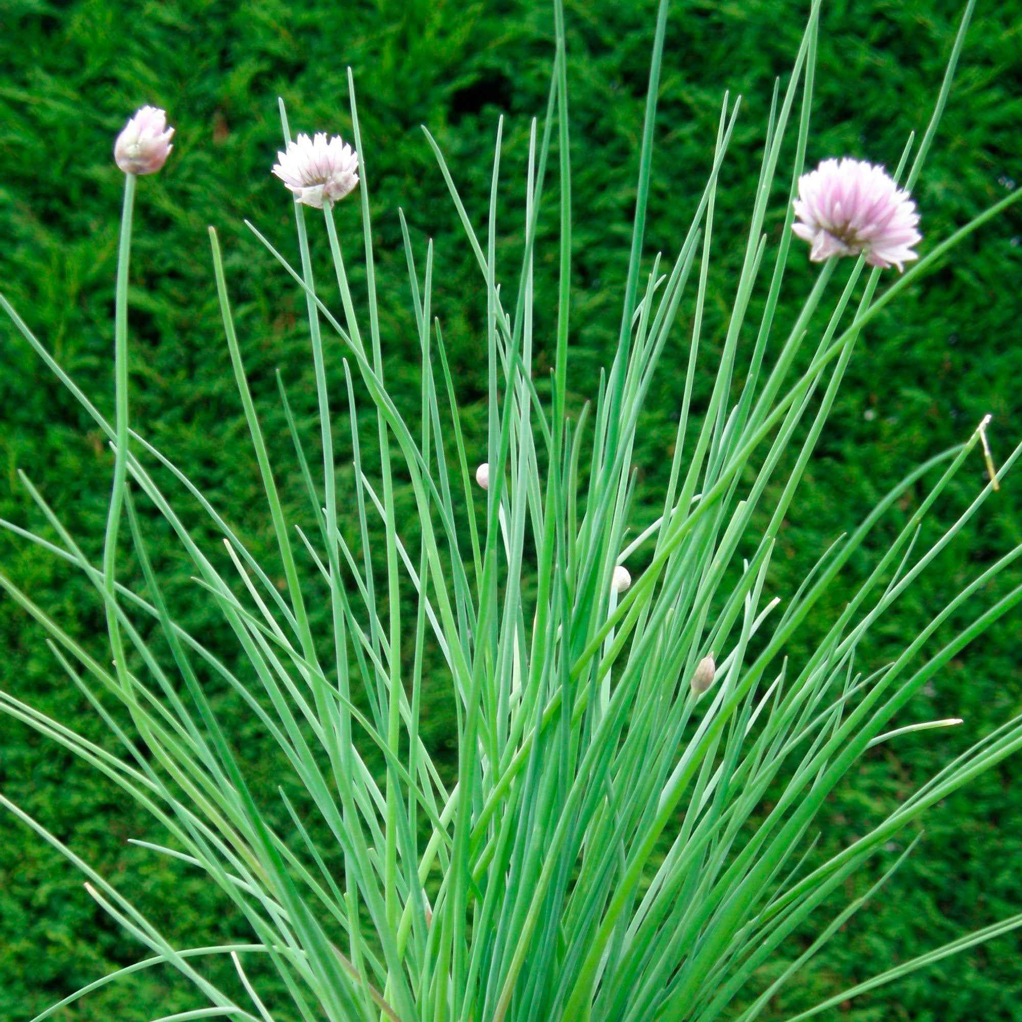 Bio-Schnittlauch - Image 3