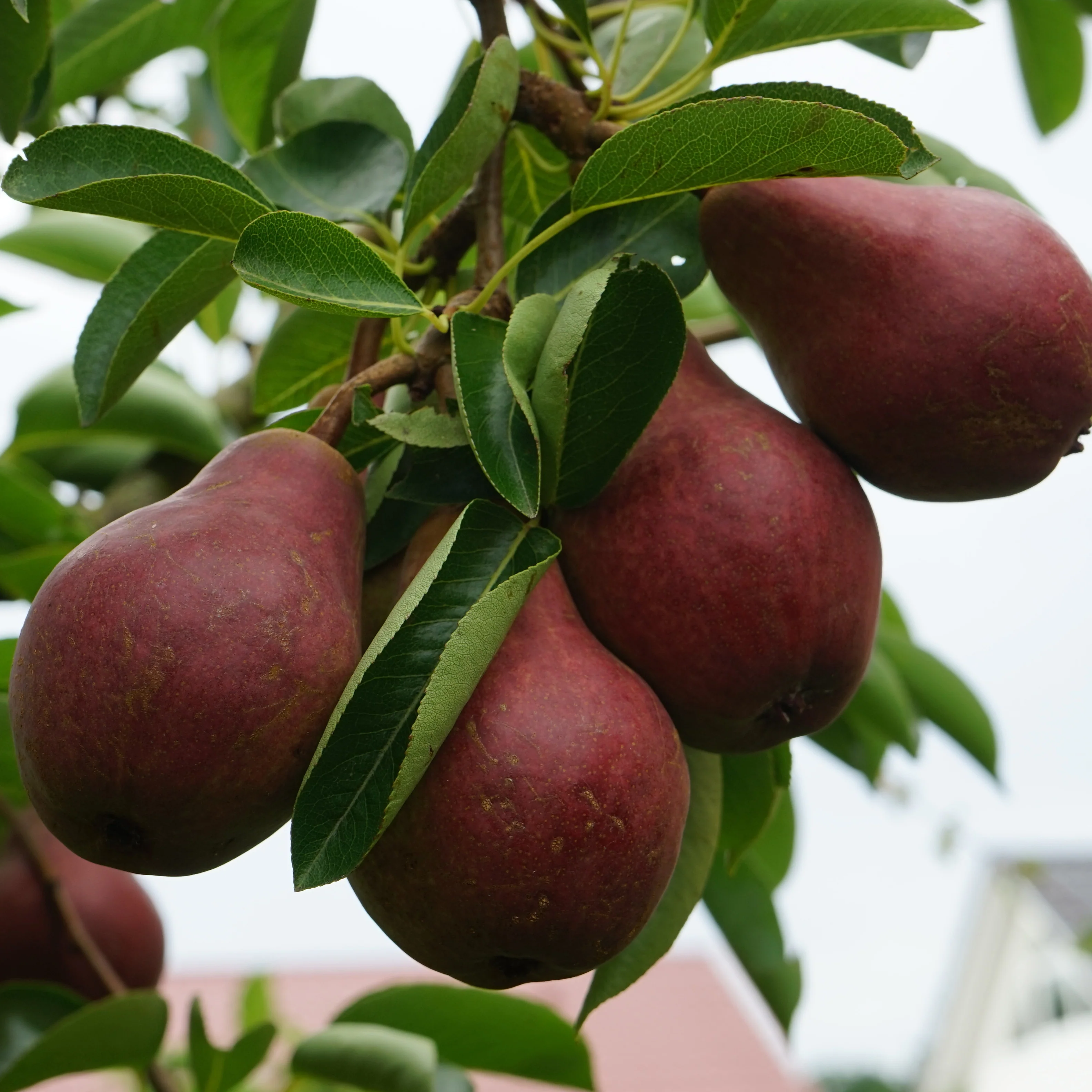 Birne ‘Williams Rot’ - Image 2