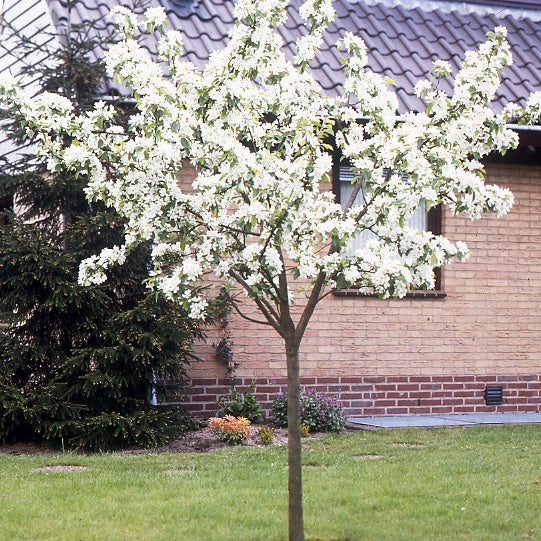 Birnenbaum 'Williams' - Image 5
