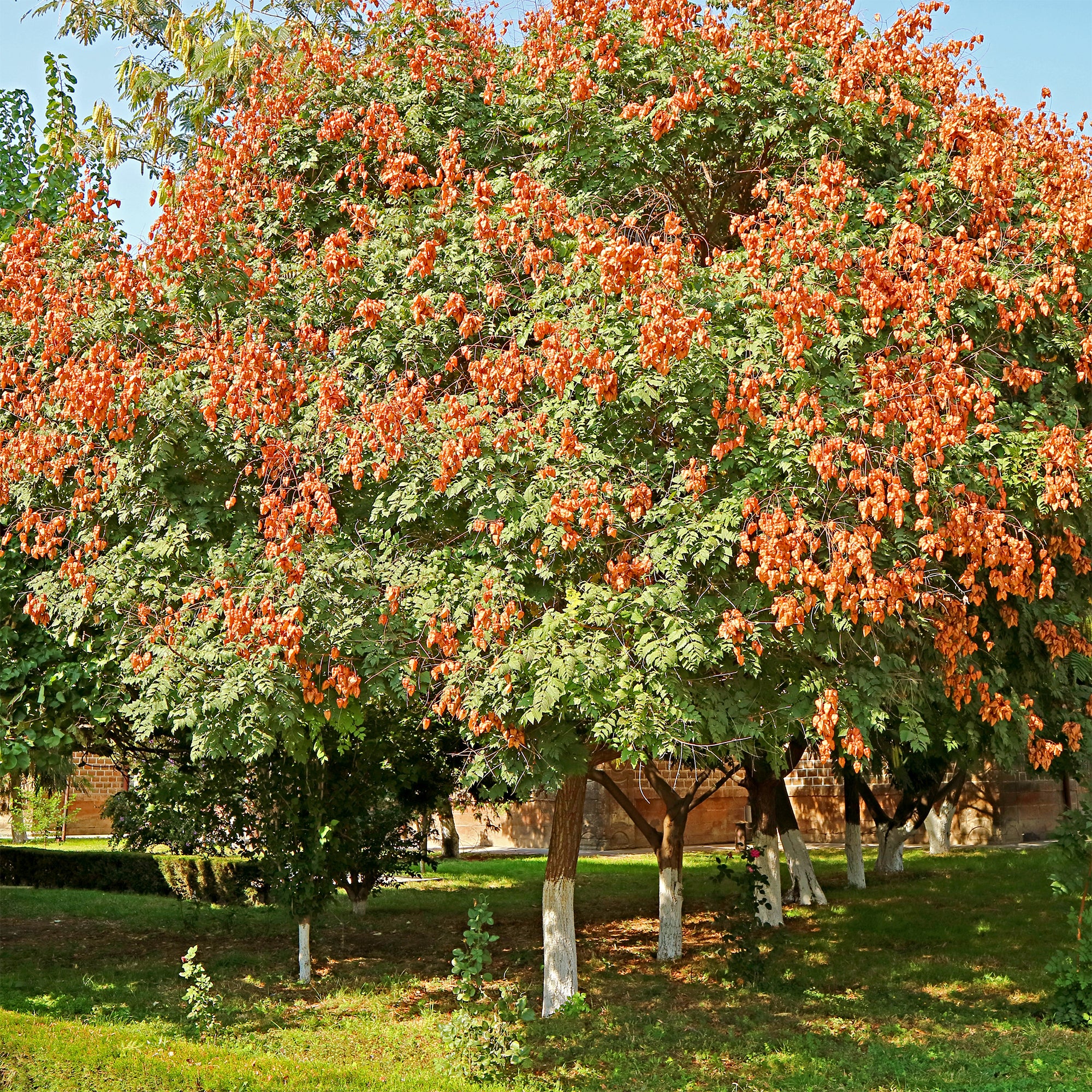 Blasenesche - Image 6
