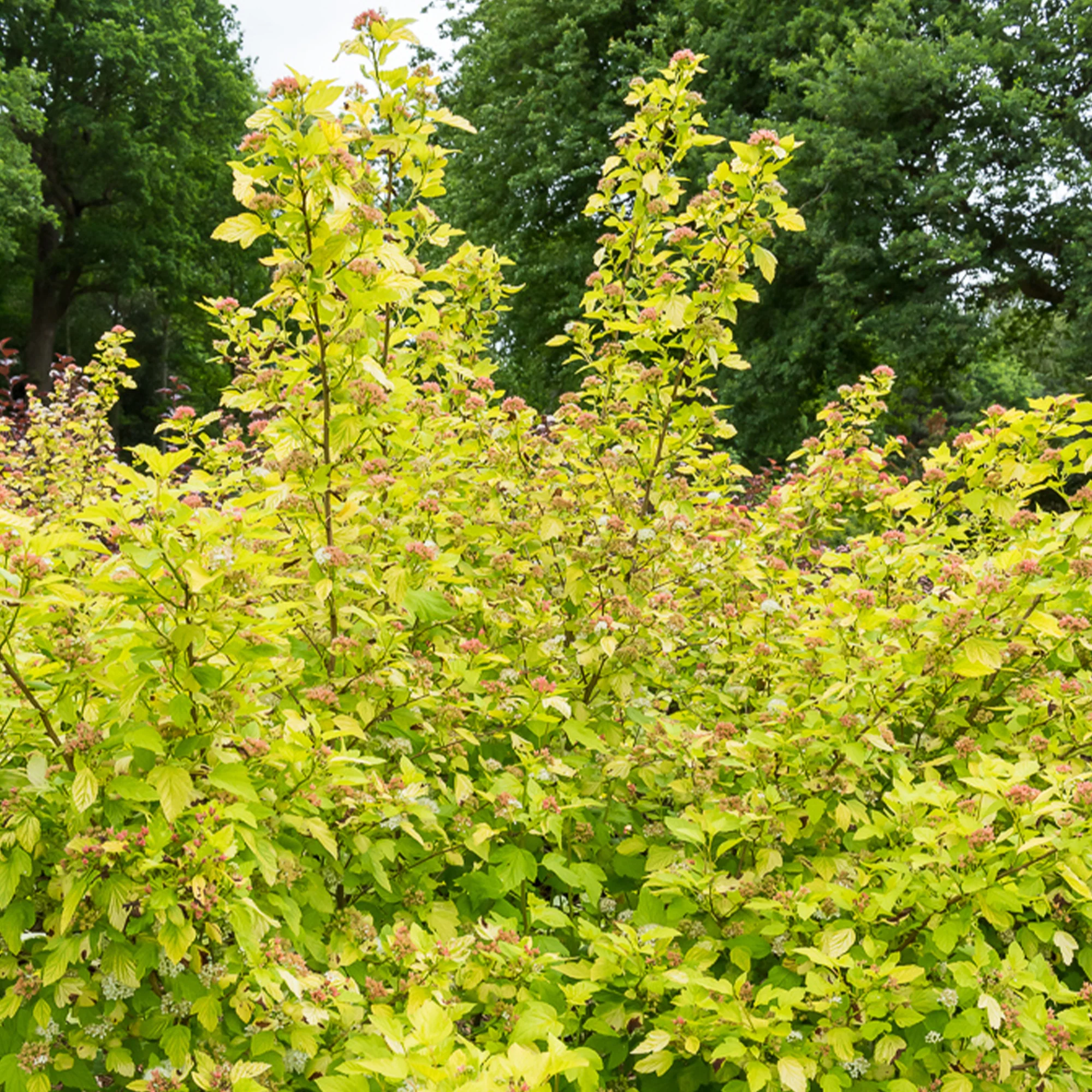 Blasenspiere ‘Dart’s Gold’ - Image 3