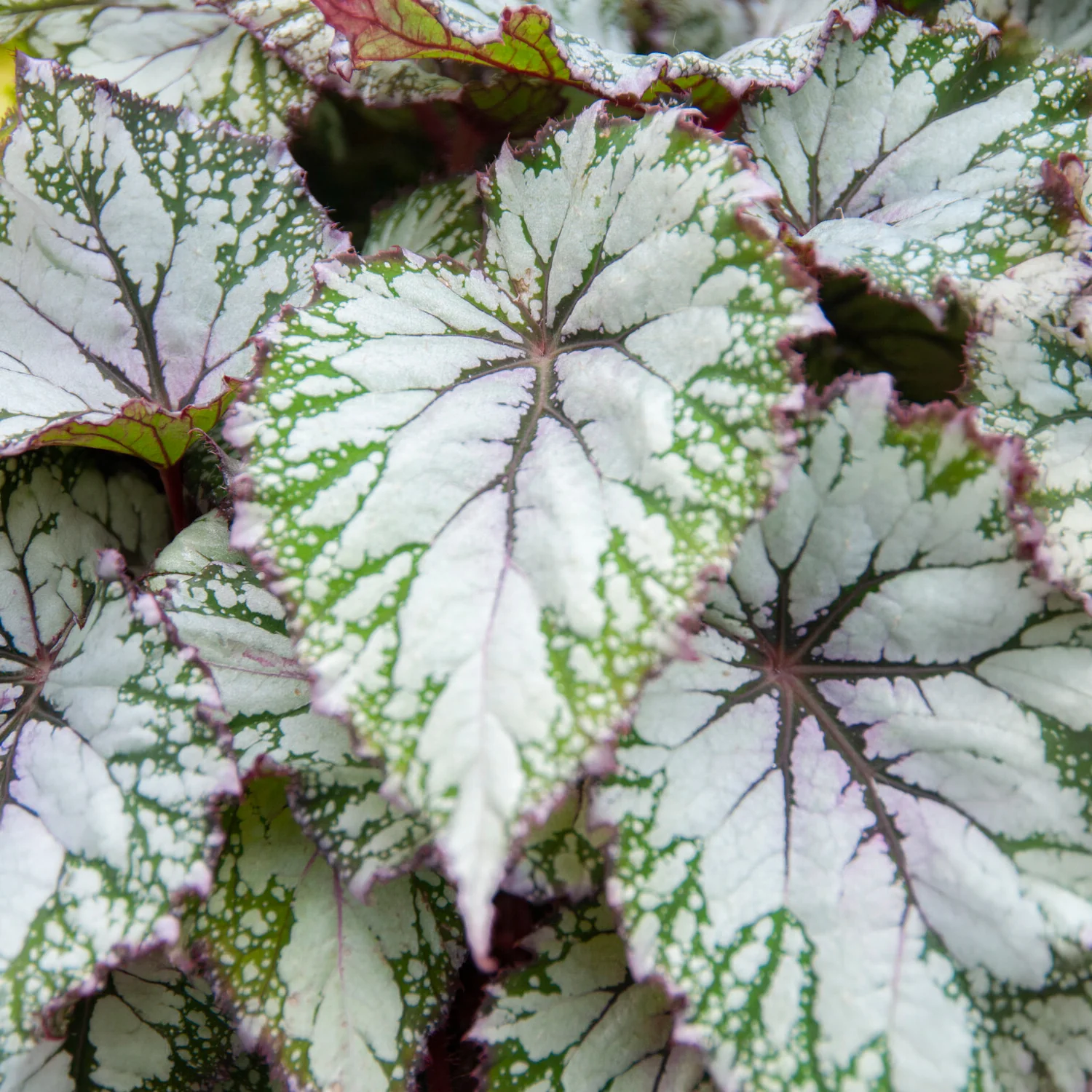 Blattbegonie 'Asian Tundra' - Image 3
