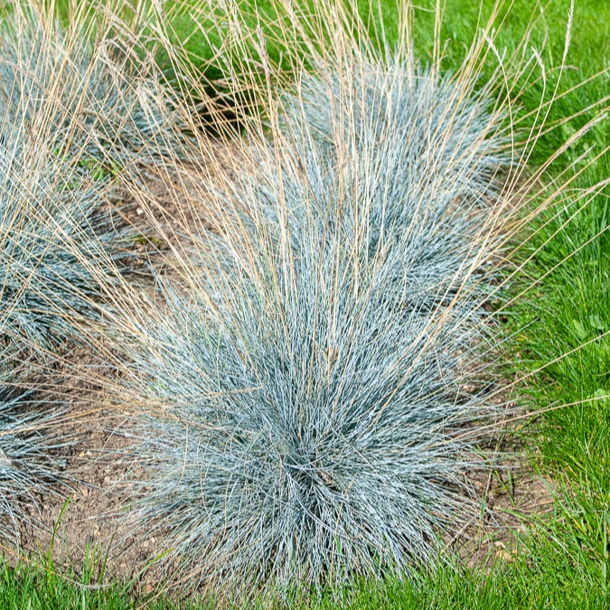 Blau-Schwingel 'Elijah Blue' - Image 6