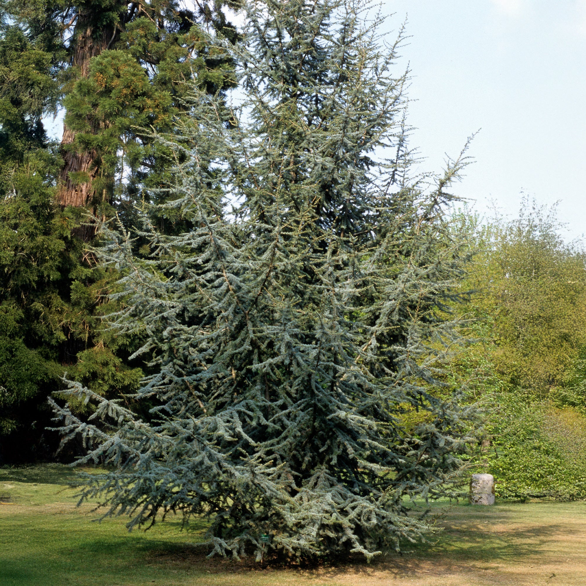 Blaue Atlaszeder - Image 2