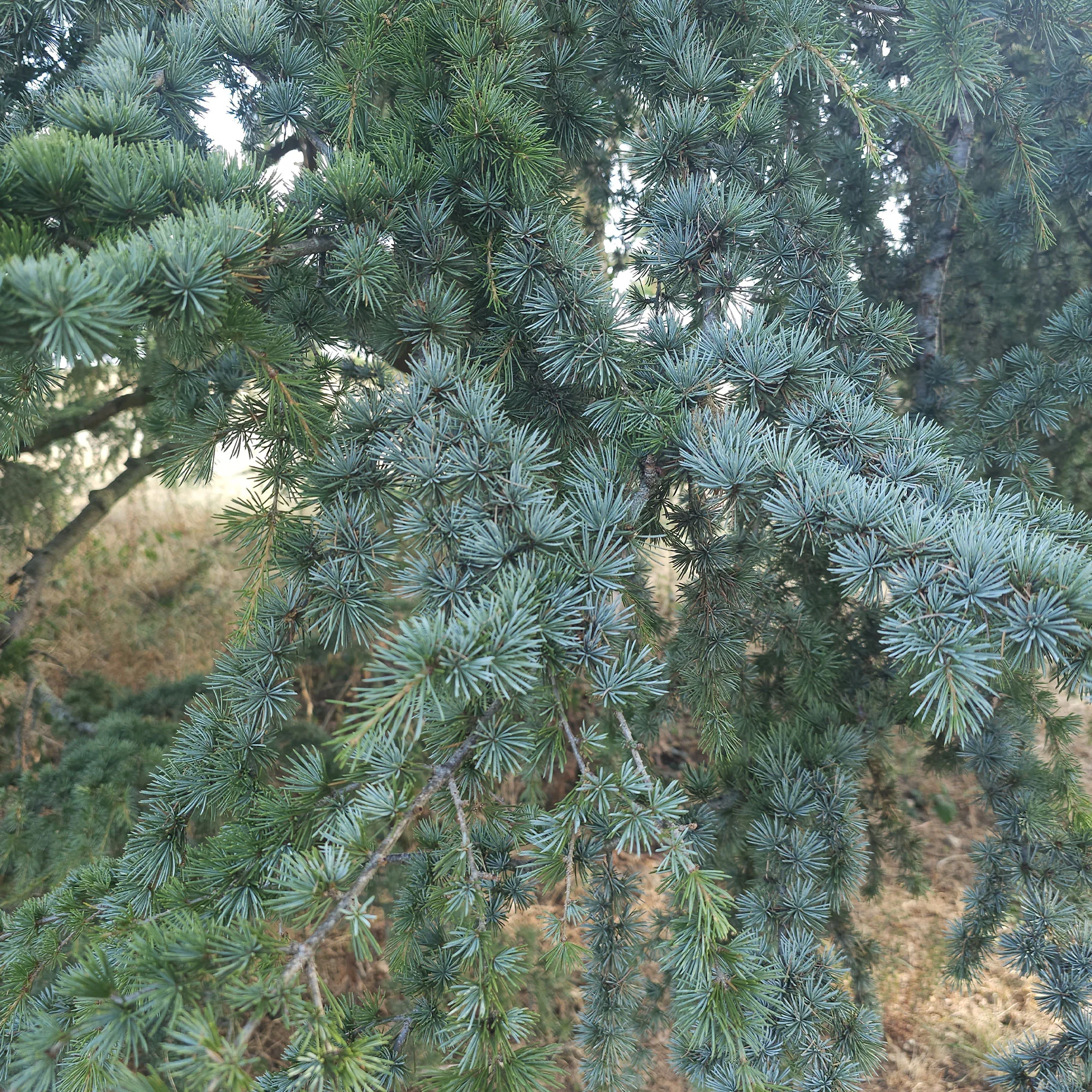 Blaue Atlaszeder - Image 4