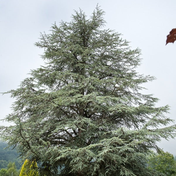 Blaue Atlaszeder - Image 6