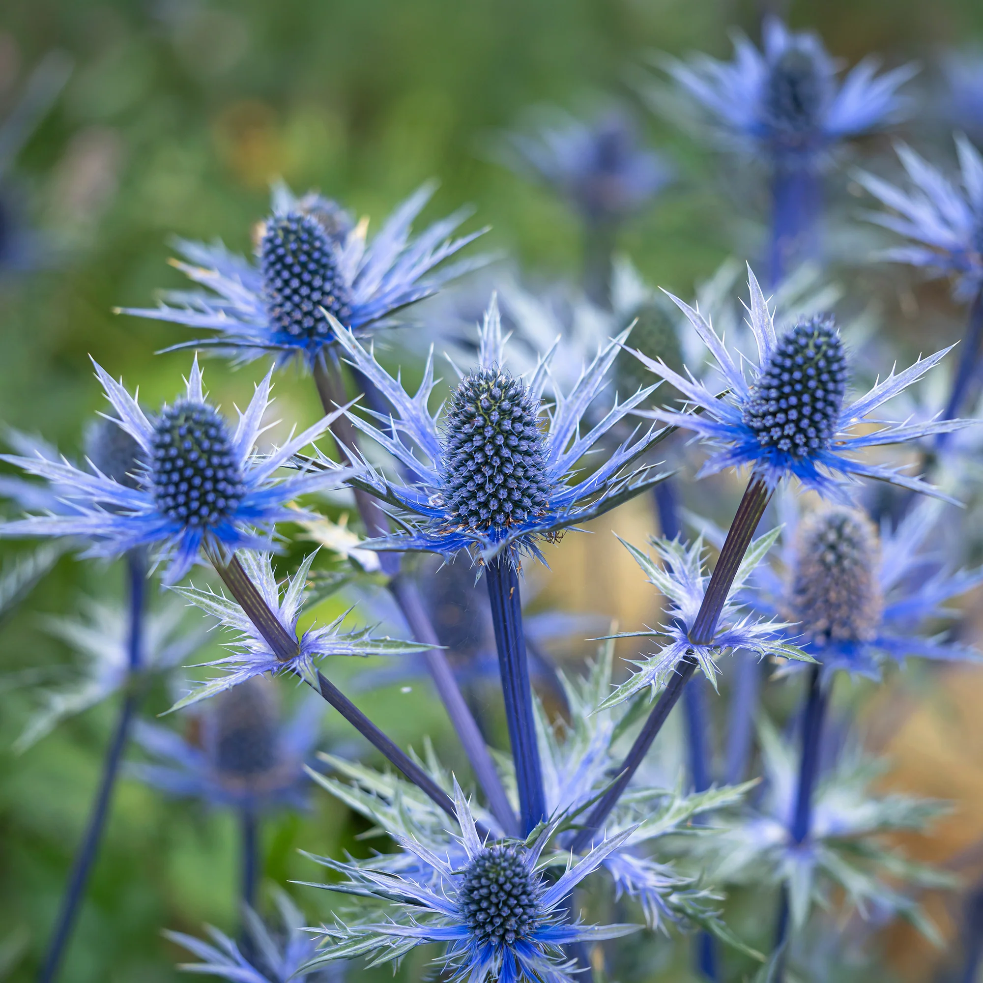 Blaue Edeldistel Big Blue - Image 2