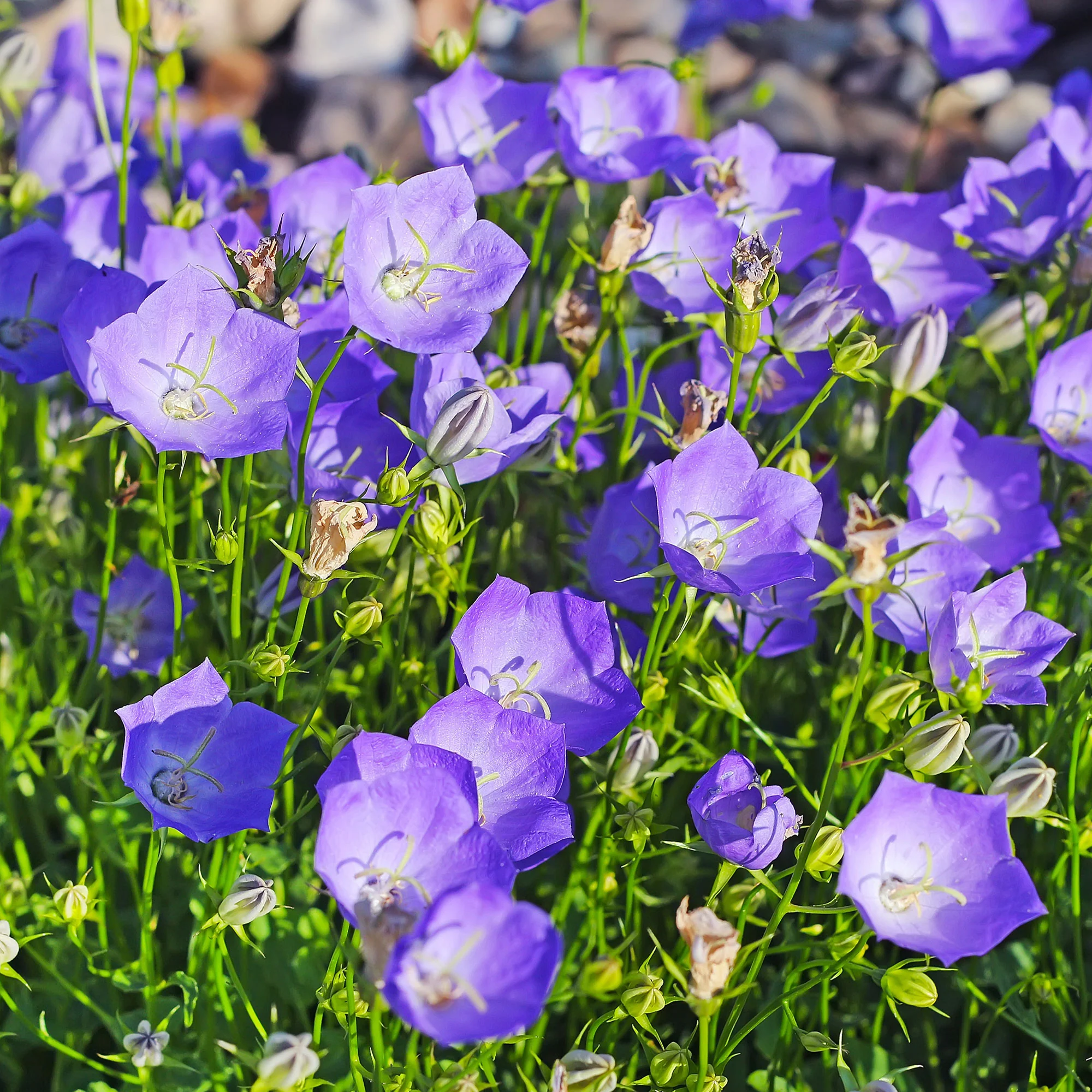 Blaue Karpaten-Glockenblume