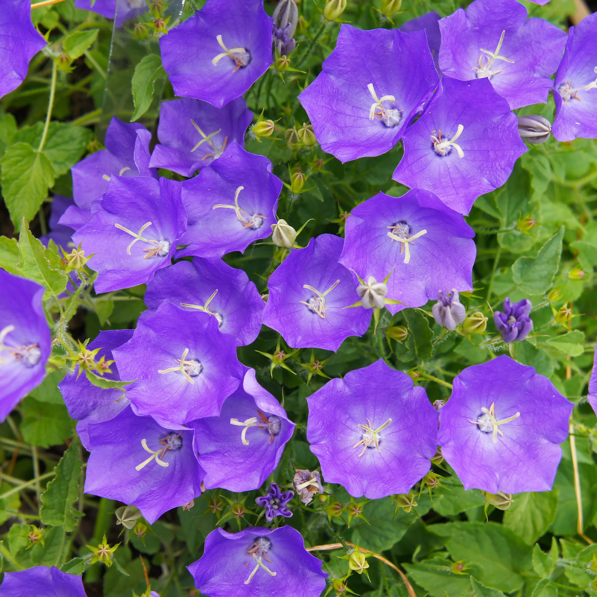 Blaue Karpaten-Glockenblume - Image 2