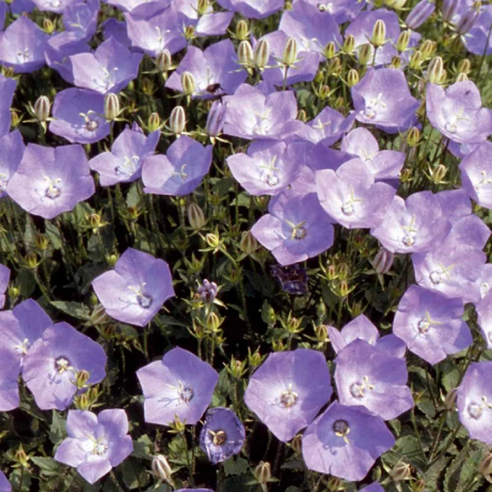 Blaue Karpaten-Glockenblume - Image 3