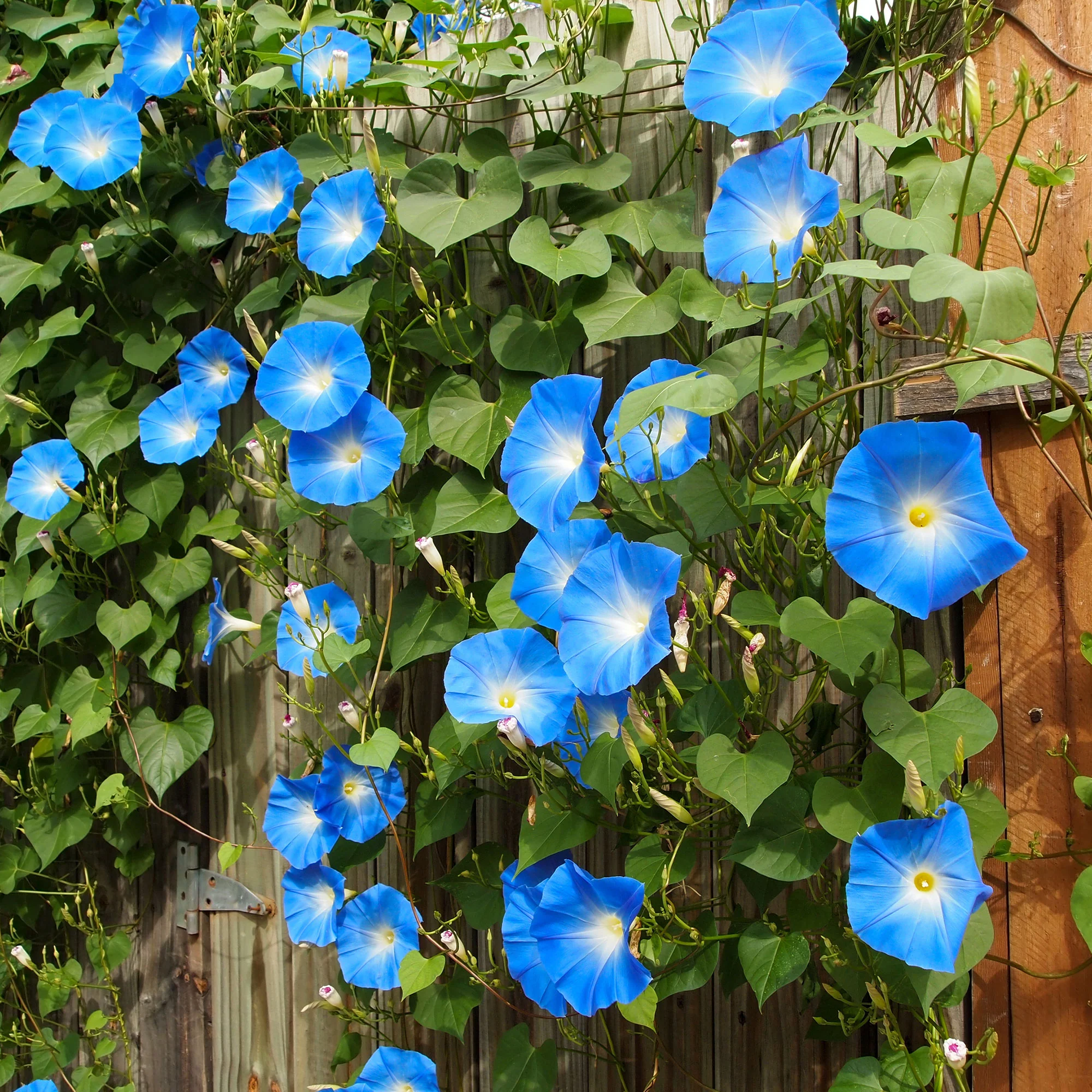 Blaue Prunkwinde Heavenly Blue