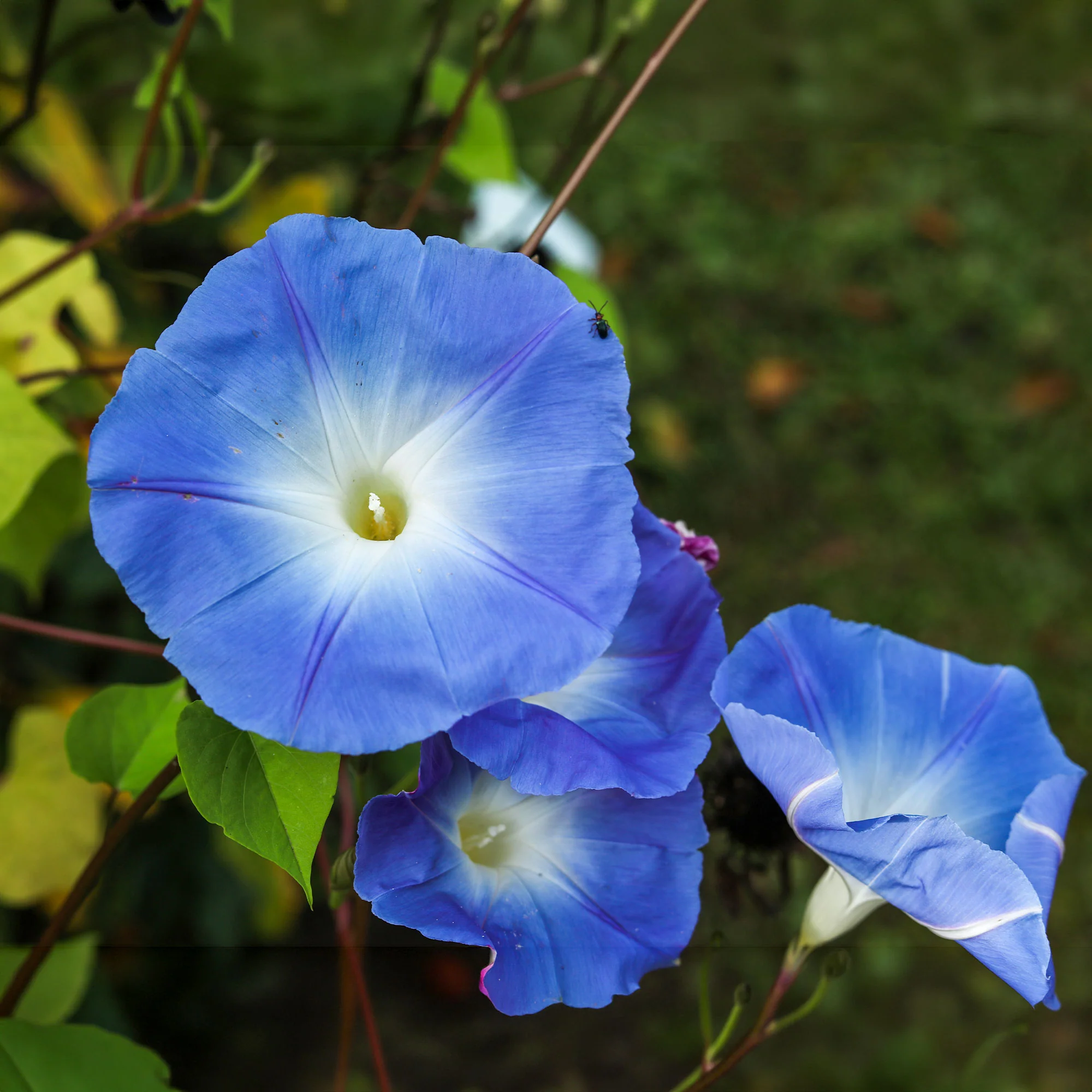 Blaue Prunkwinde Heavenly Blue - Image 2