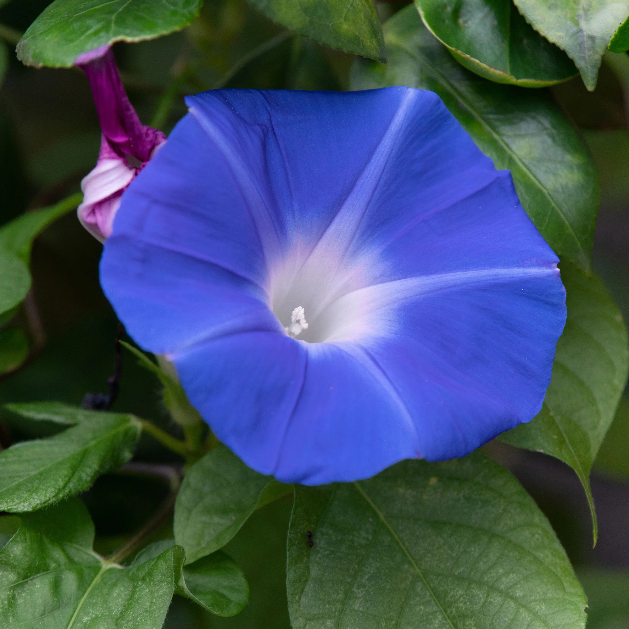 Blaue Prunkwinde Heavenly Blue - Image 3
