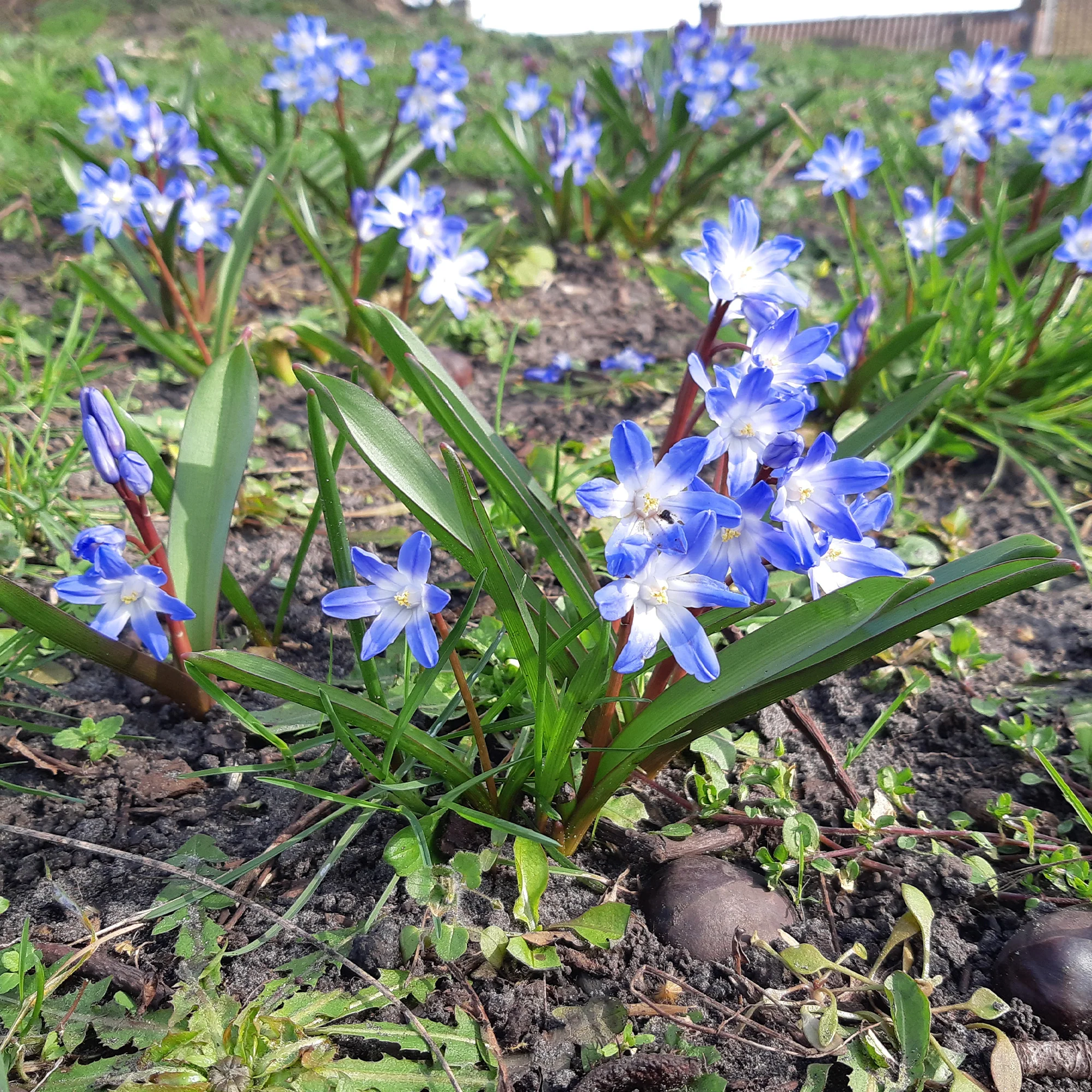 Blaue Schneeglöckchen (x10)
