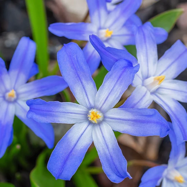 Blaue Schneeglöckchen (x10) - Image 2