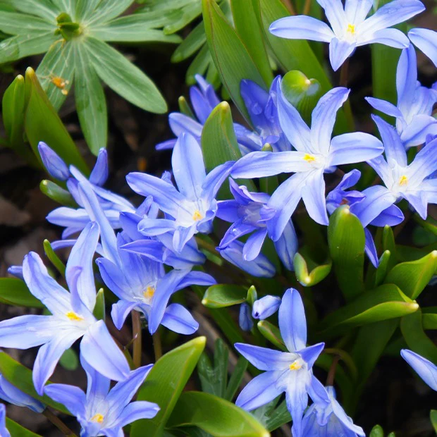Blaue Schneeglöckchen (x10) - Image 3