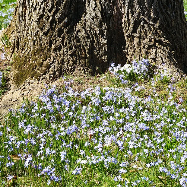 Blaue Schneeglöckchen (x10) - Image 4