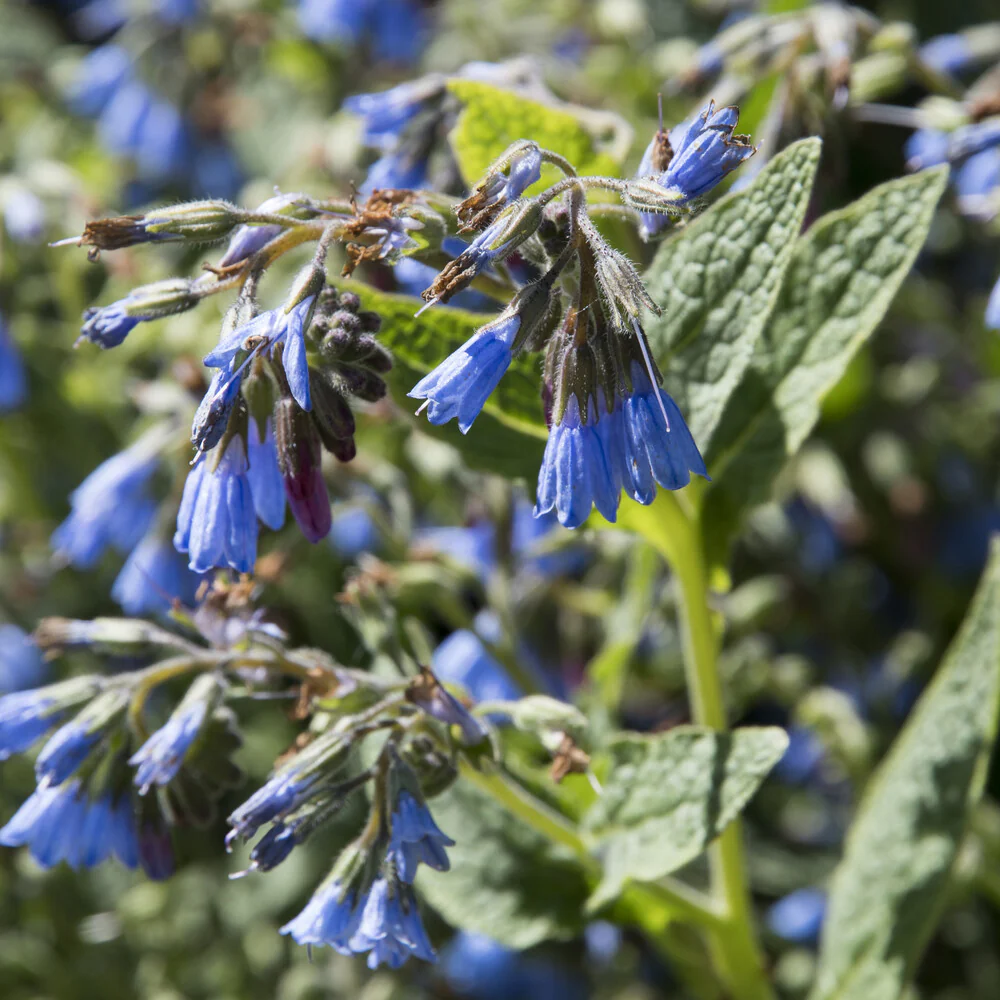 Blauer Beinwell - Image 4