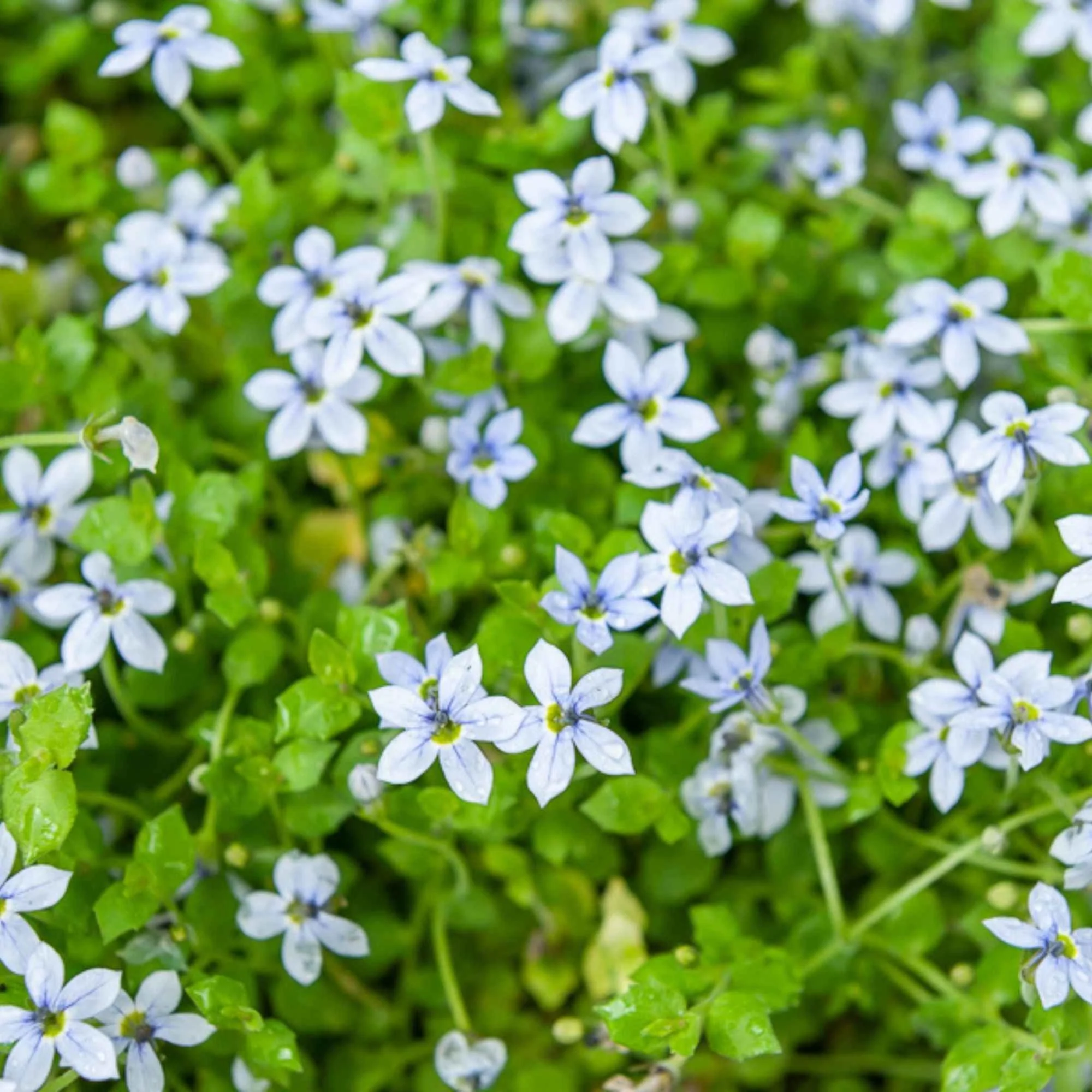 Blauer Bubikopf (x3) - Image 3