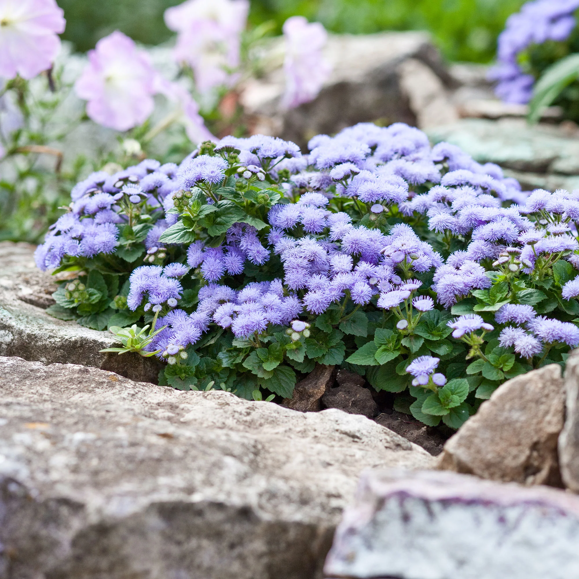 Blauer Leberbalsam (Ageratum) - Image 2