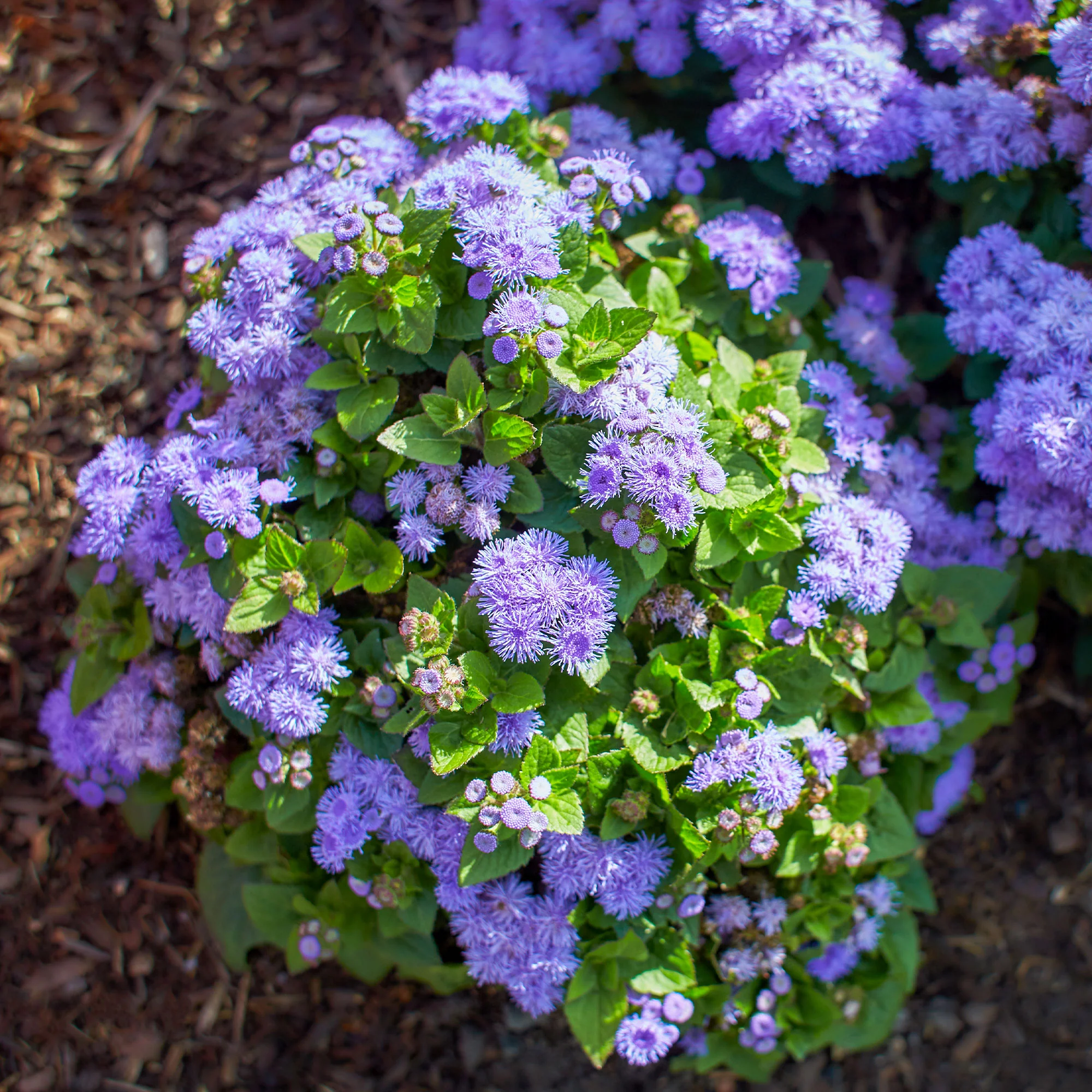 Blauer Leberbalsam (Ageratum) - Image 3