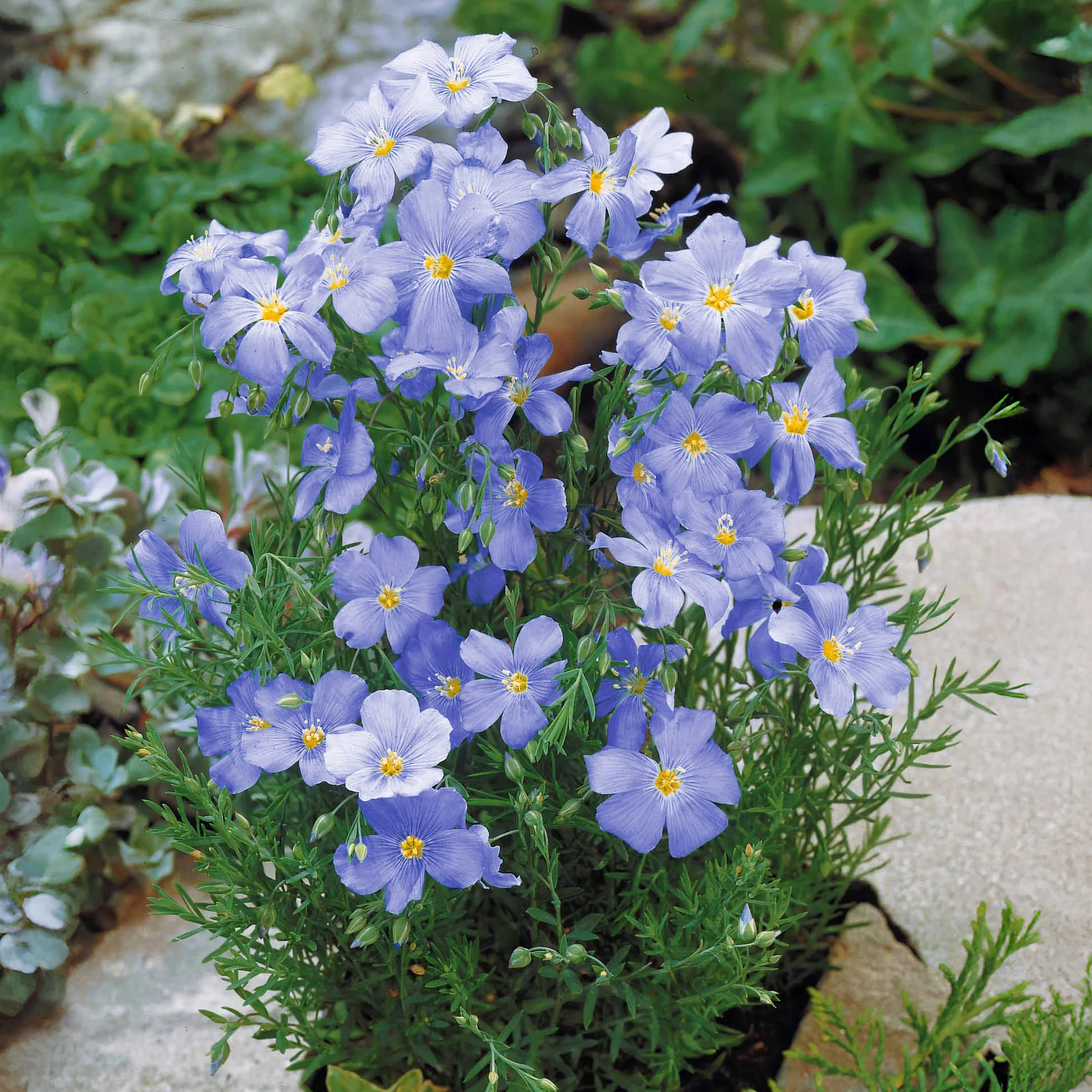 Blauer Stauden-Lein - Image 2