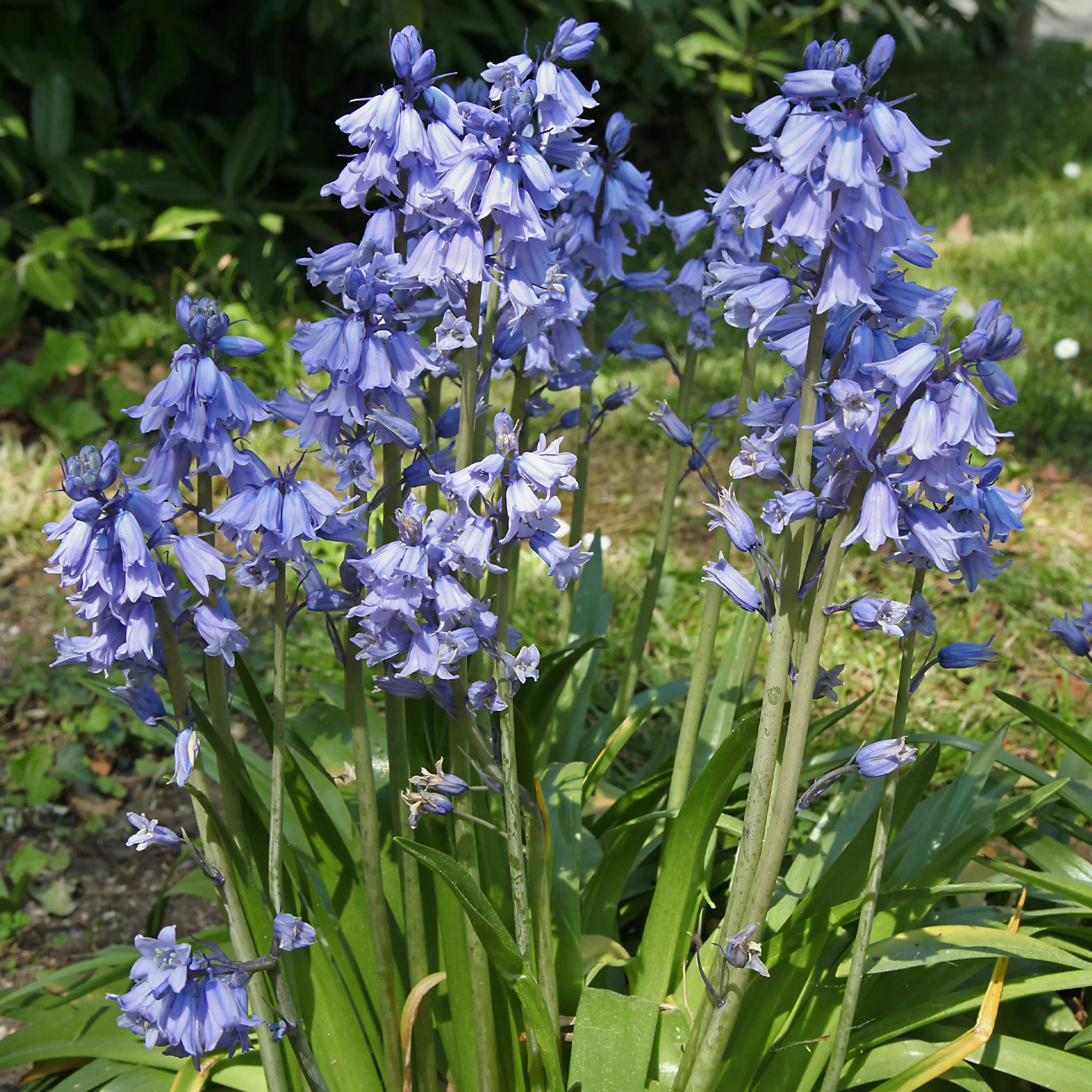 Blaues Spanisches Hasenglöckchen - Image 3