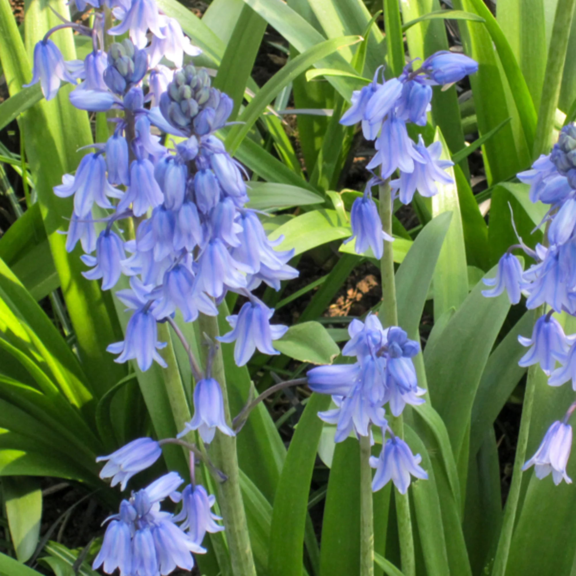 Blaues Spanisches Hasenglöckchen - Image 5