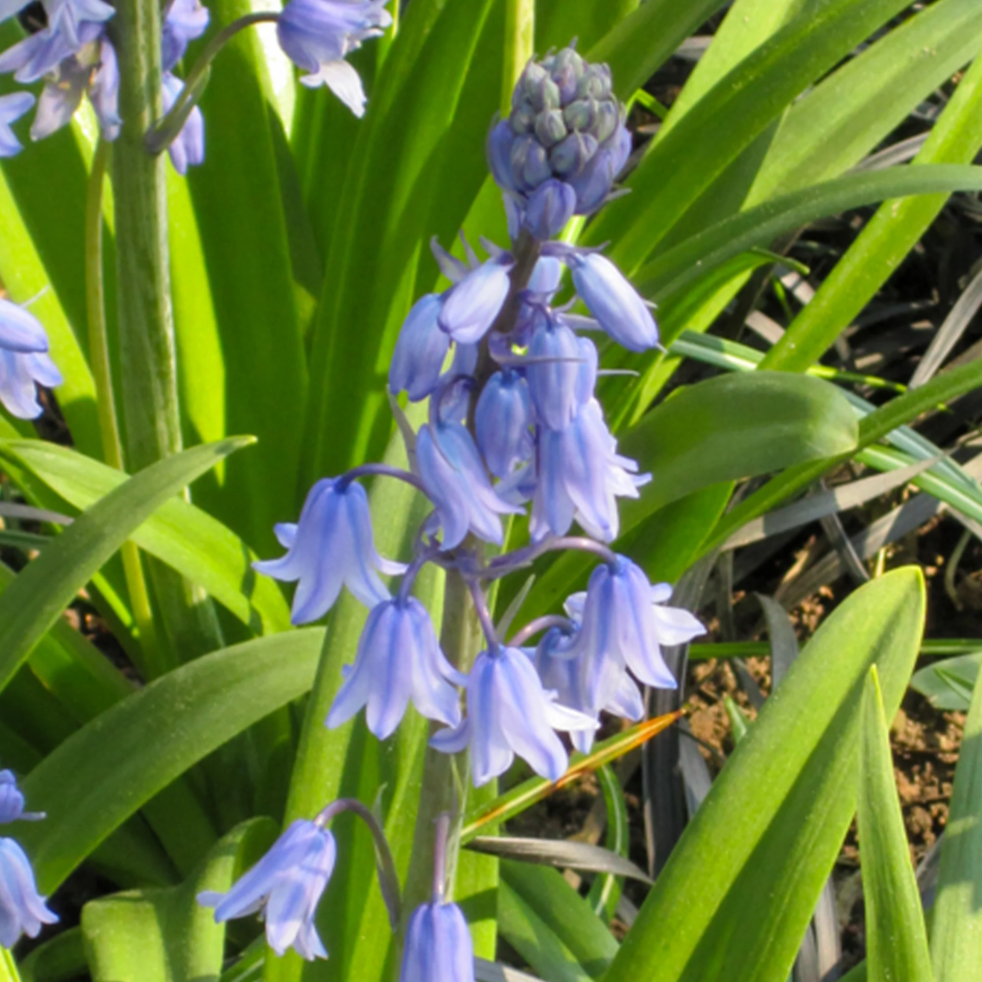 Blaues Spanisches Hasenglöckchen - Image 6