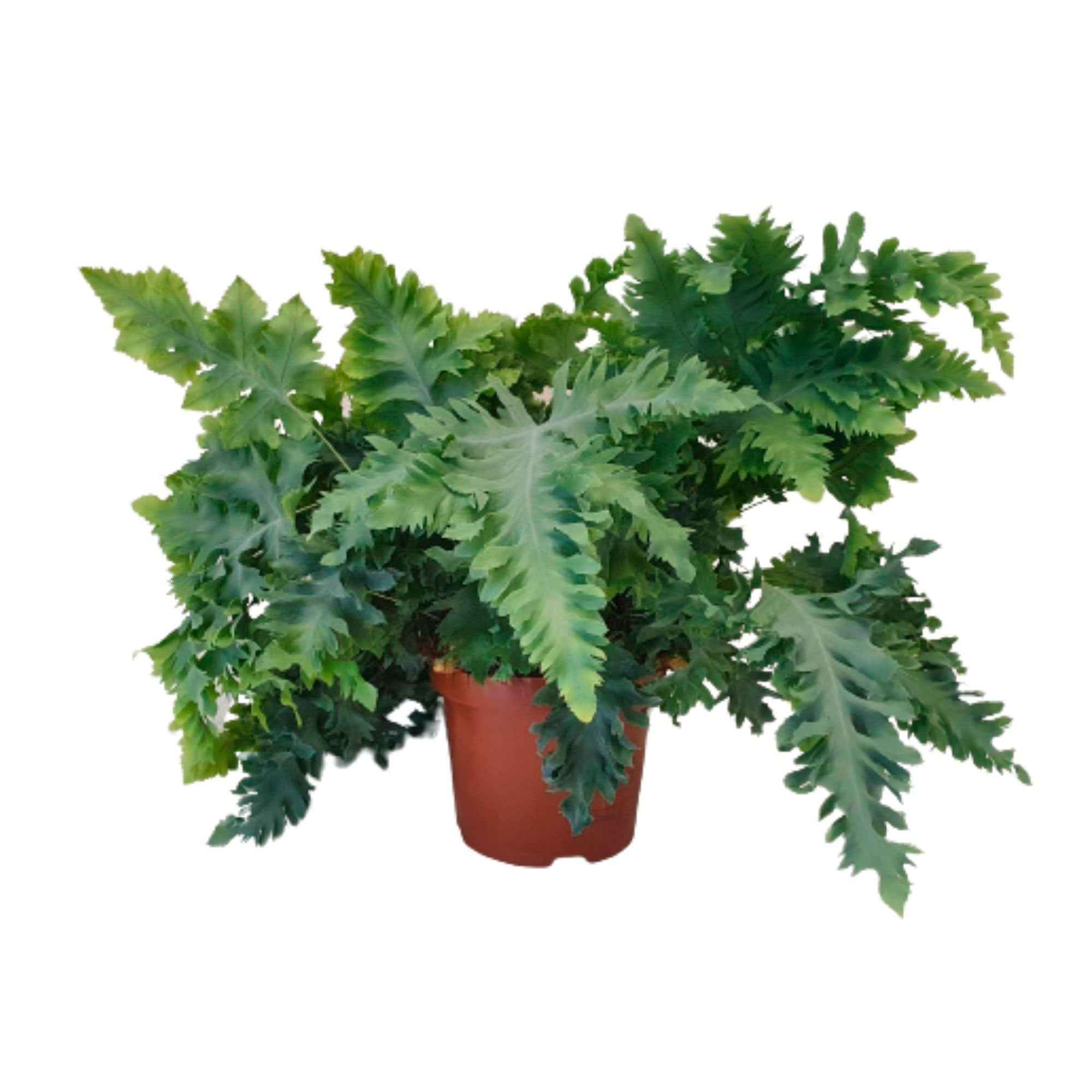 Blaufarn Phlebodium 'Davana' - Image 3