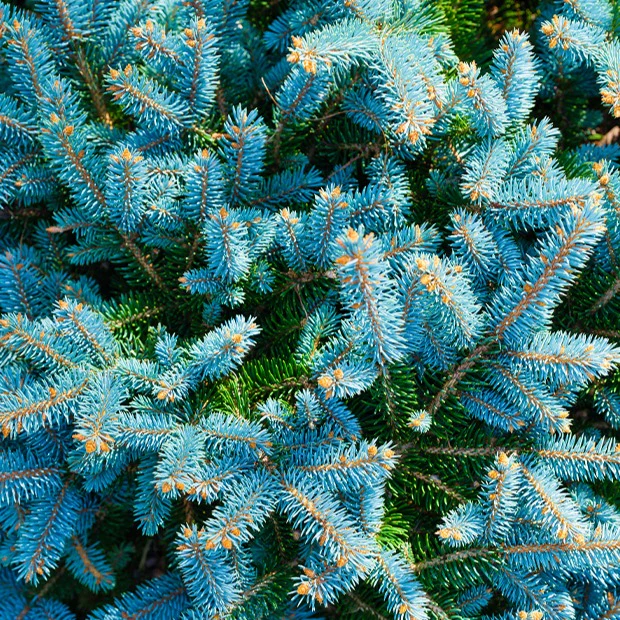 Blaufichte - Image 5