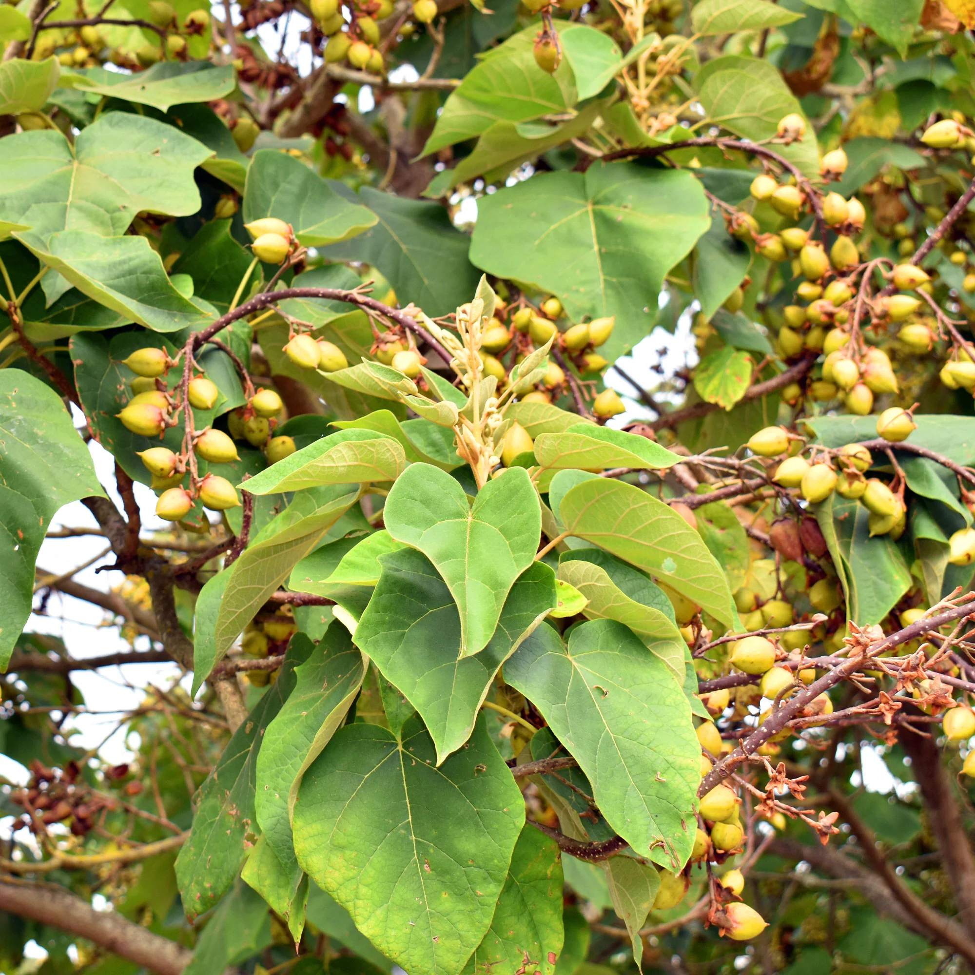 Blauglockenbaum - Image 4